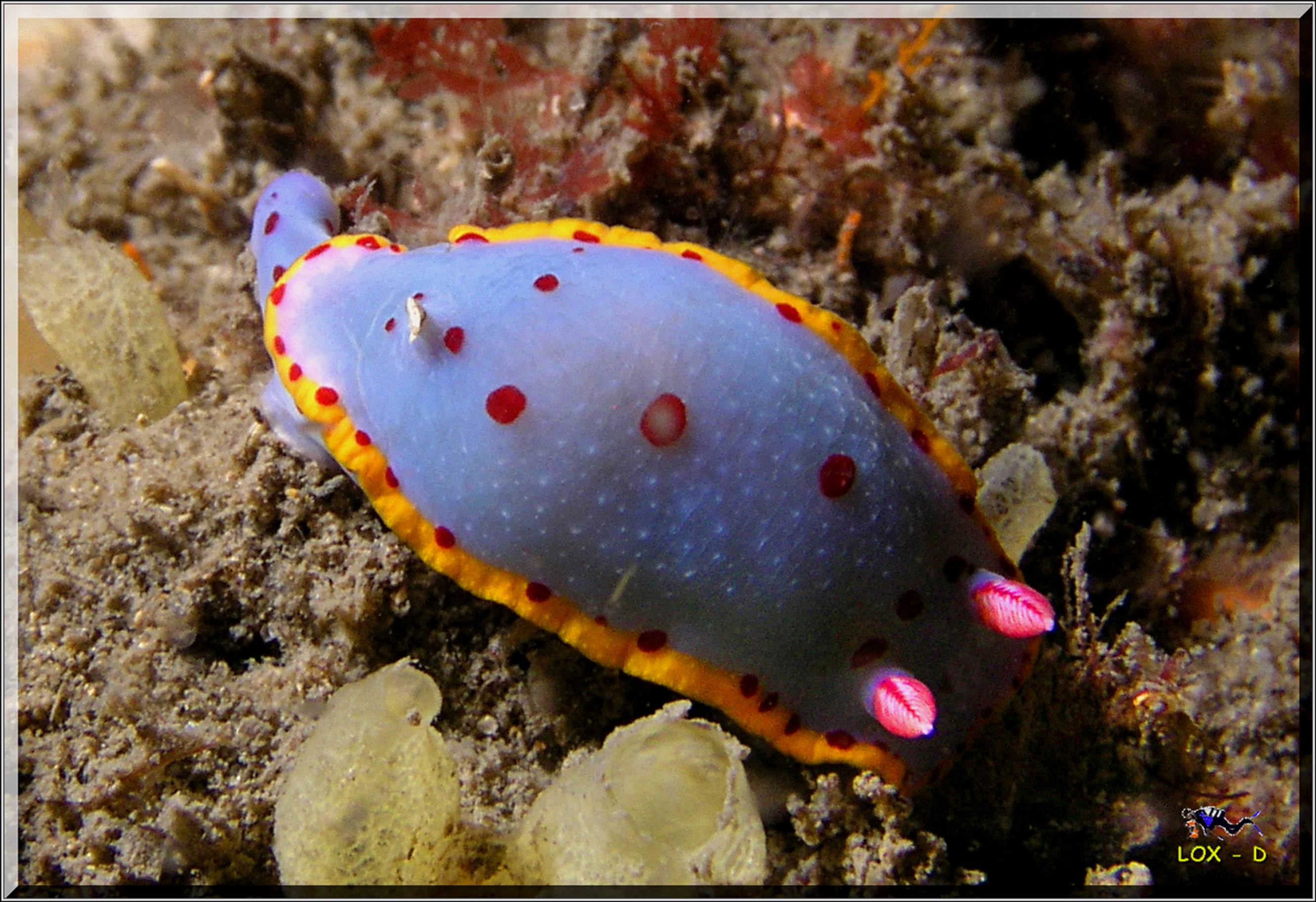 LoxPix Sub-Aqua Image