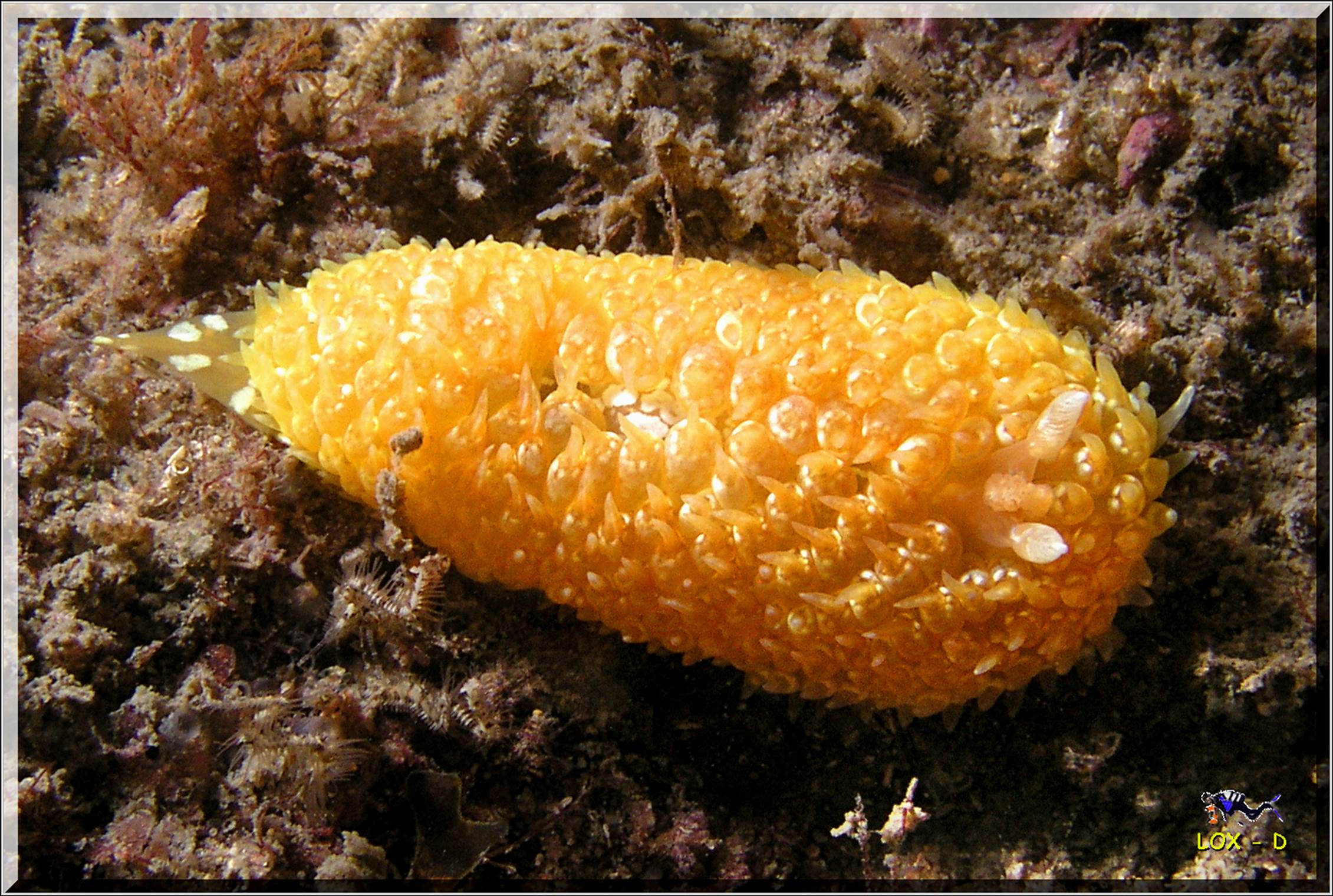 LoxPix Sub-Aqua Image