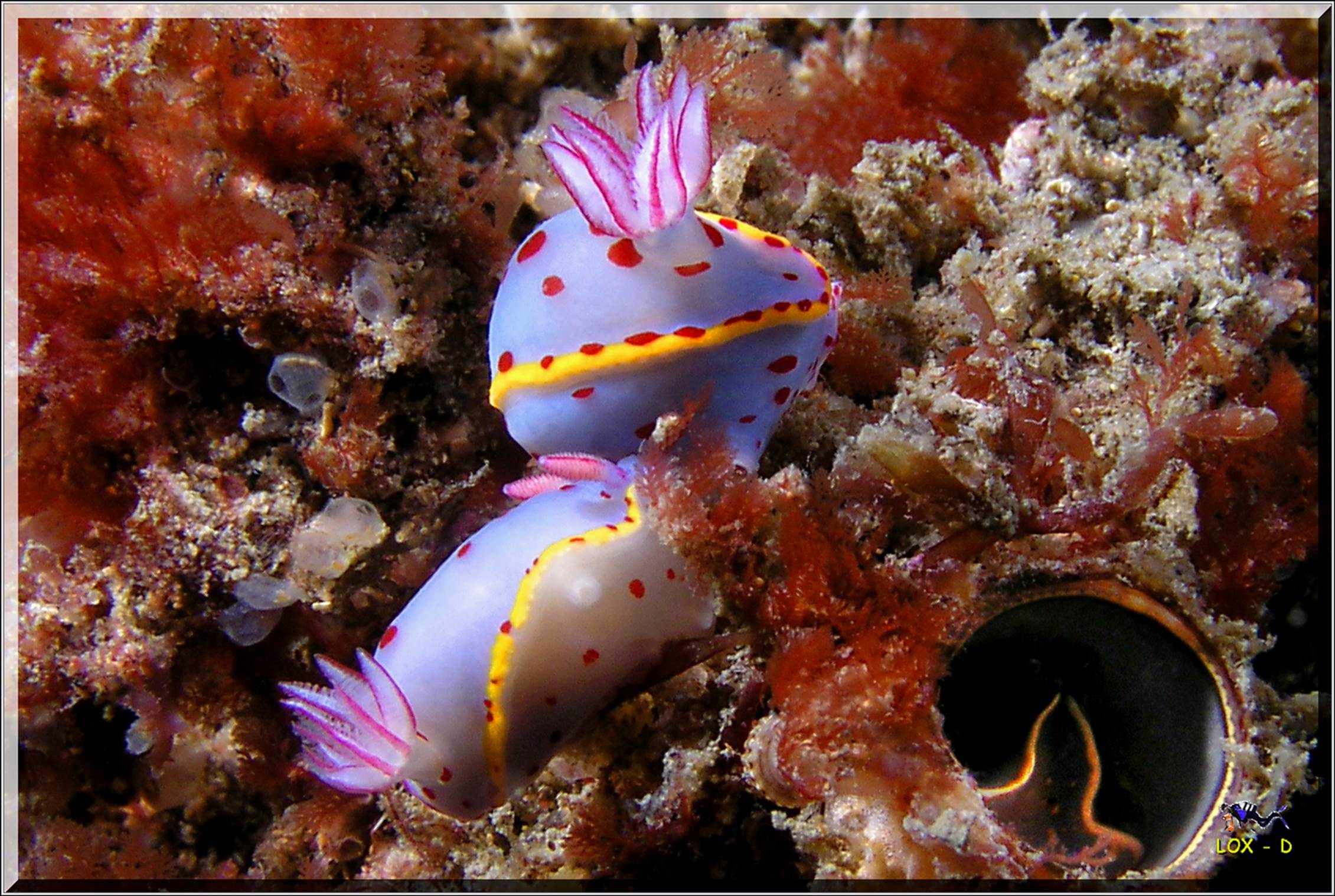 LoxPix Sub-Aqua Image