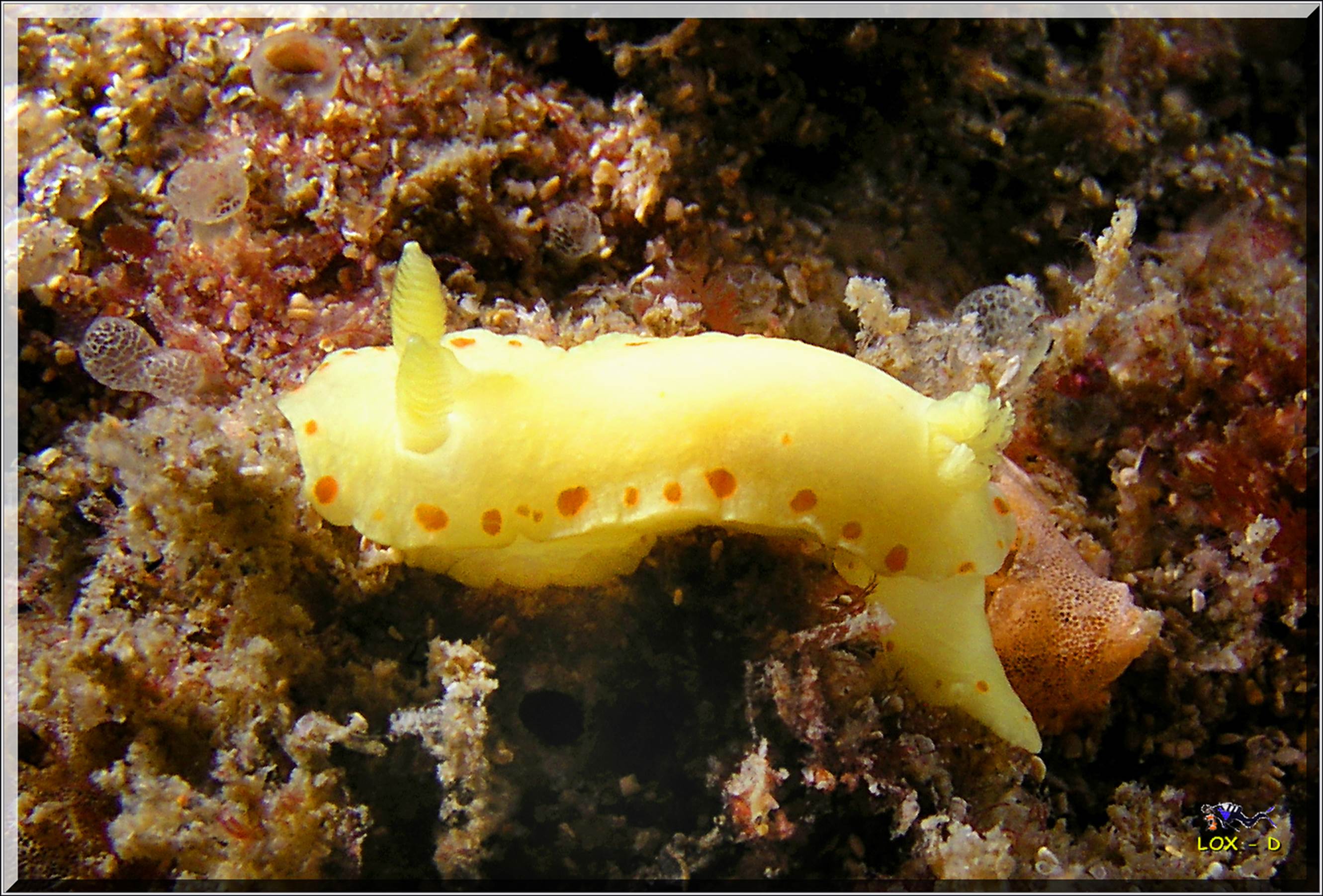 LoxPix Sub-Aqua Image