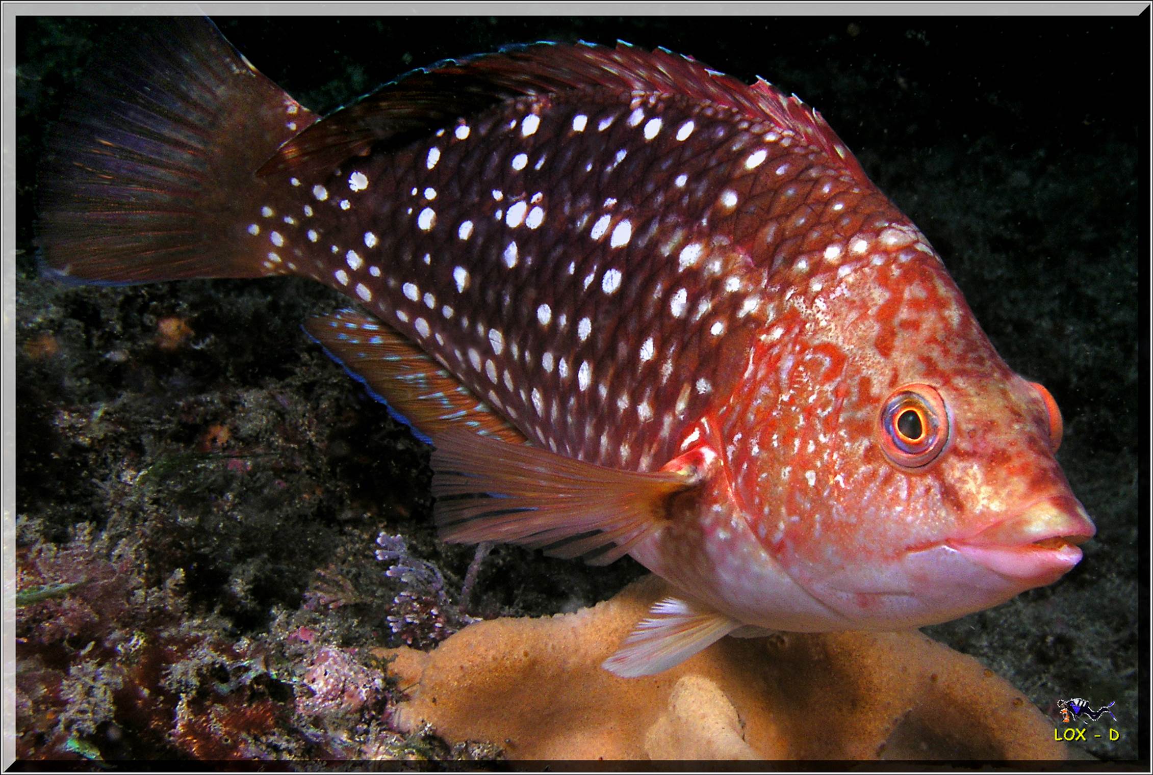 LoxPix Sub-Aqua Image