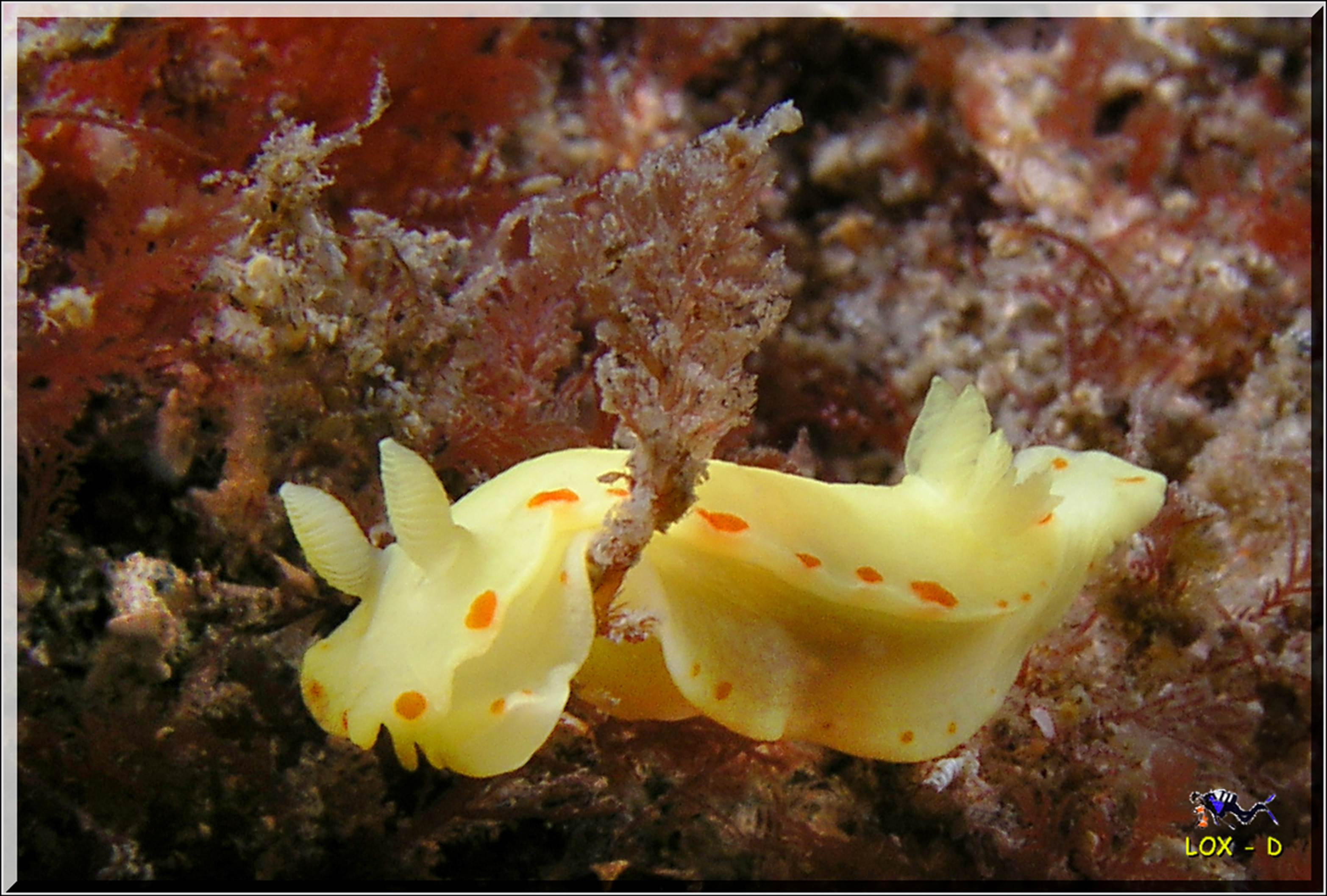 LoxPix Sub-Aqua Image