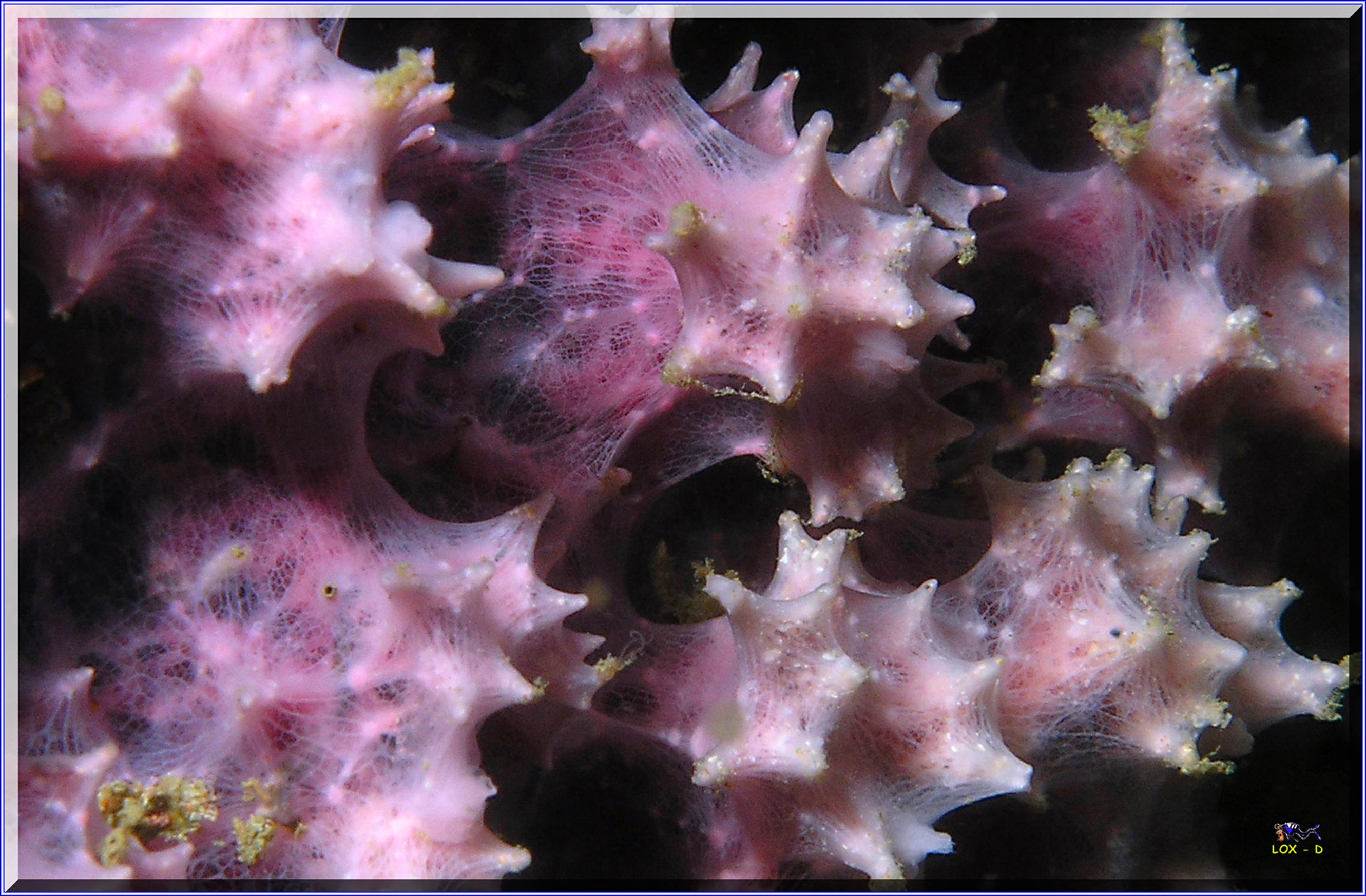 LoxPix Sub-Aqua Image