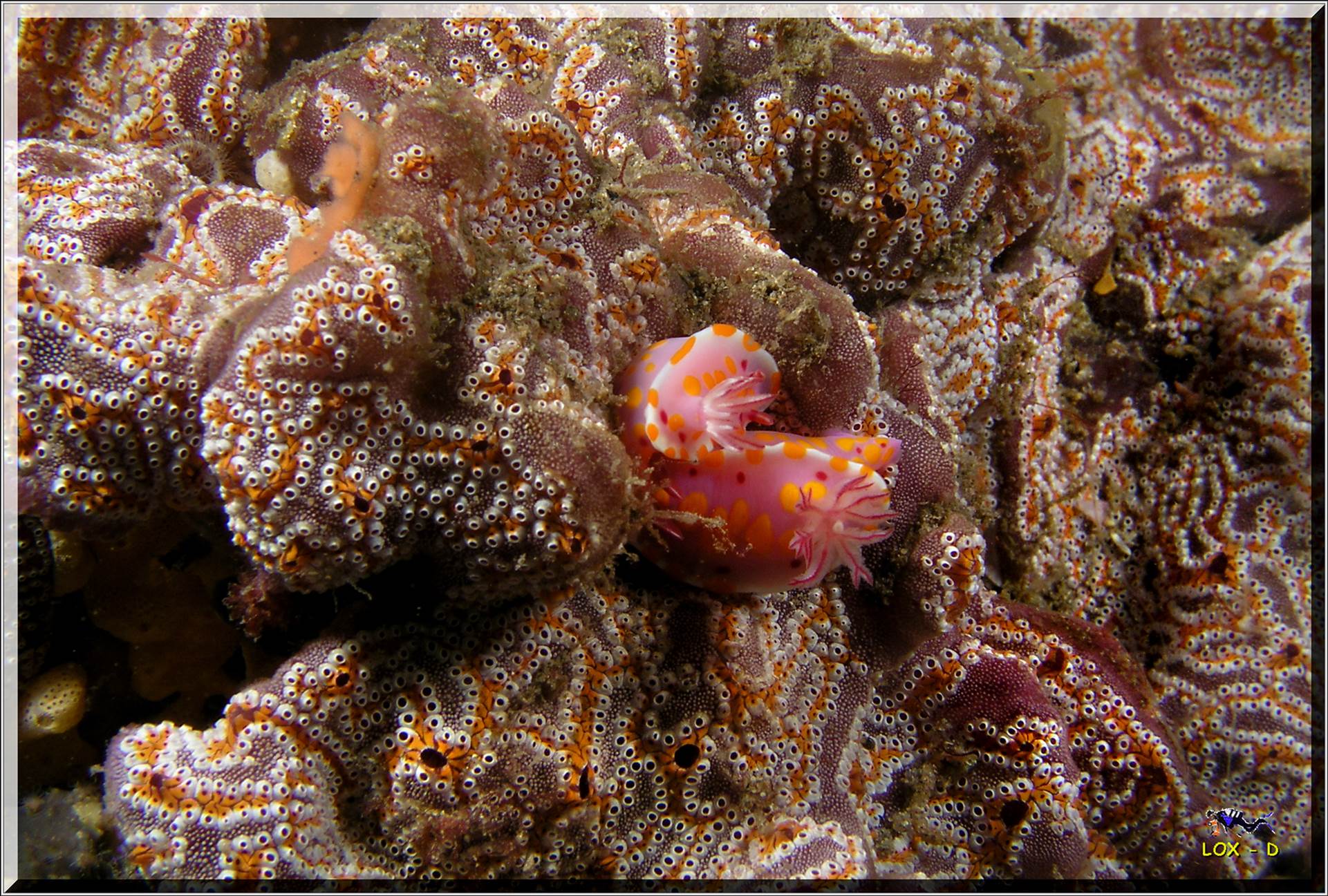 LoxPix Sub-Aqua Image