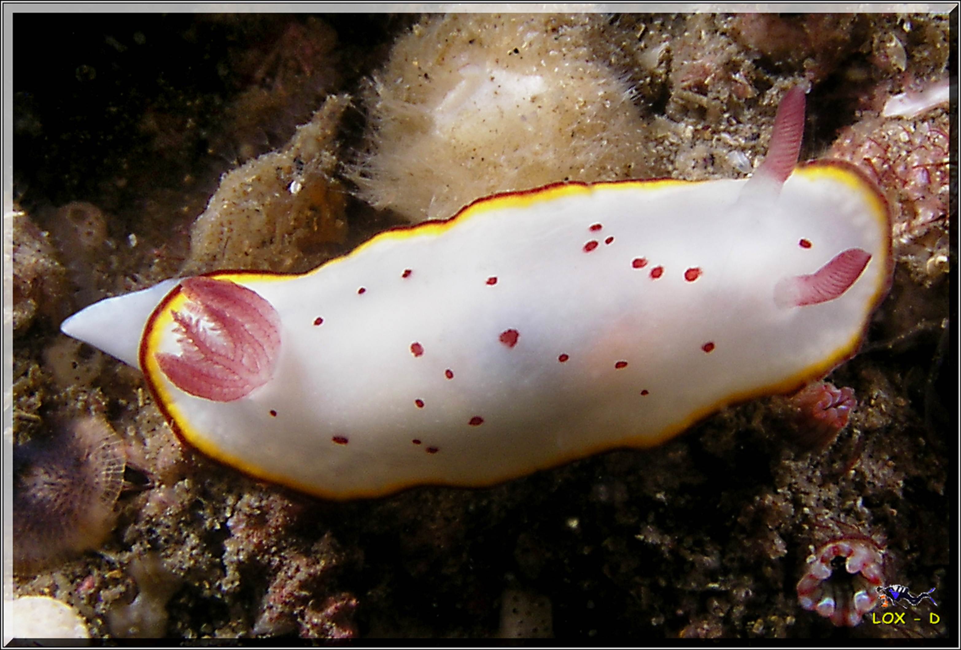 LoxPix Sub-Aqua Image