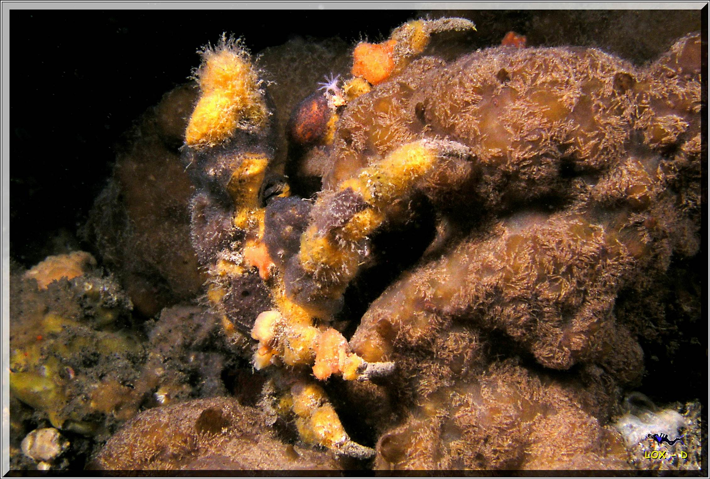 LoxPix Sub-Aqua Image