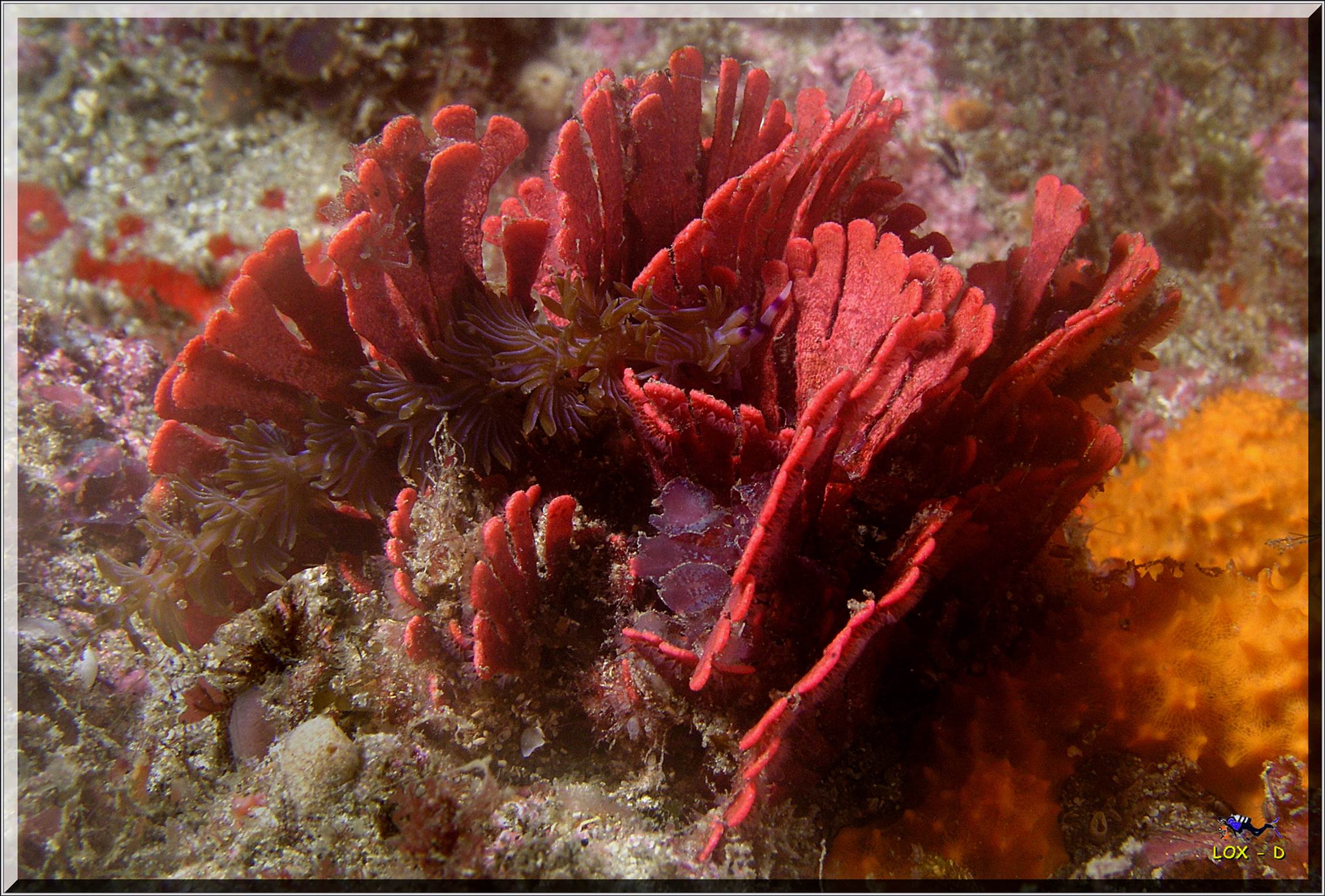 LoxPix Sub-Aqua Image