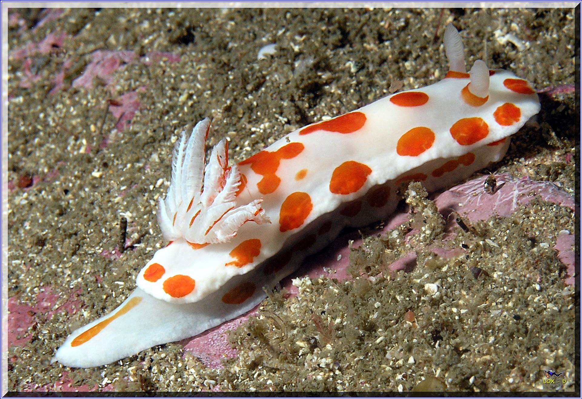 LoxPix Sub-Aqua Image