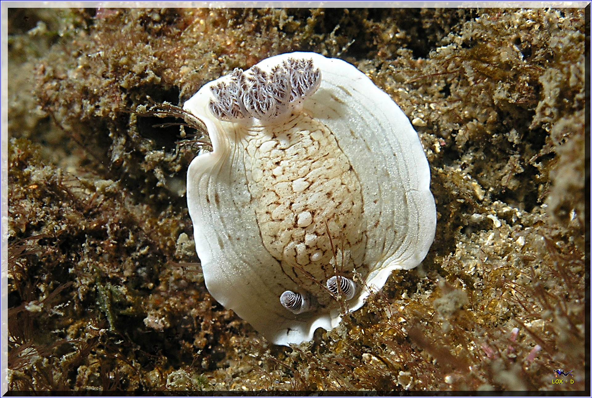 LoxPix Sub-Aqua Image