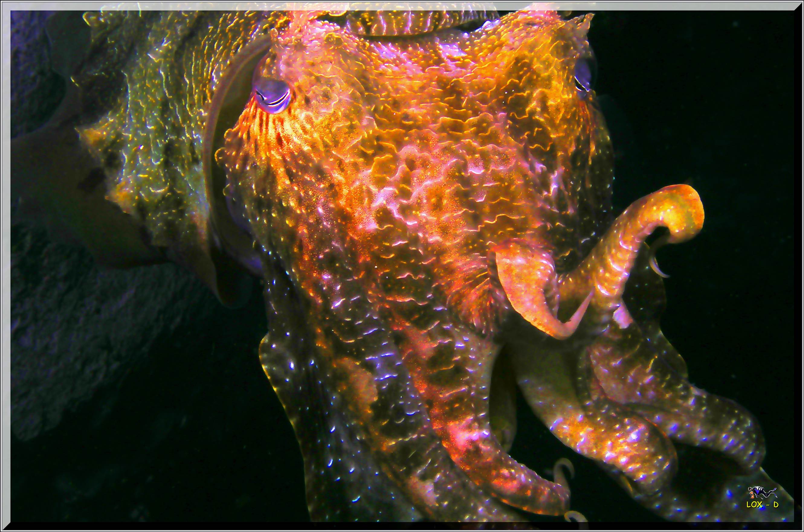 LoxPix Sub-Aqua Image