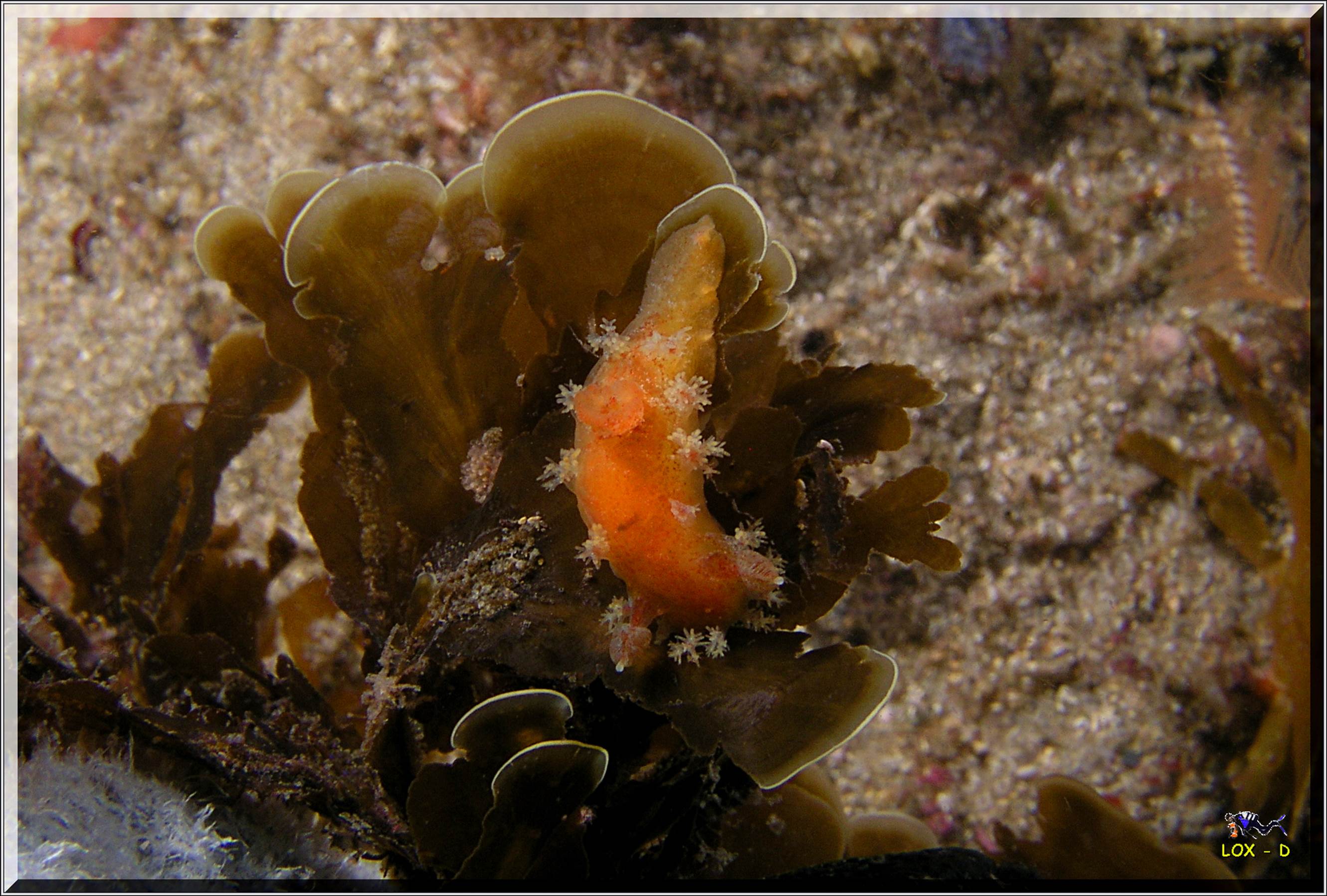 LoxPix Sub-Aqua Image