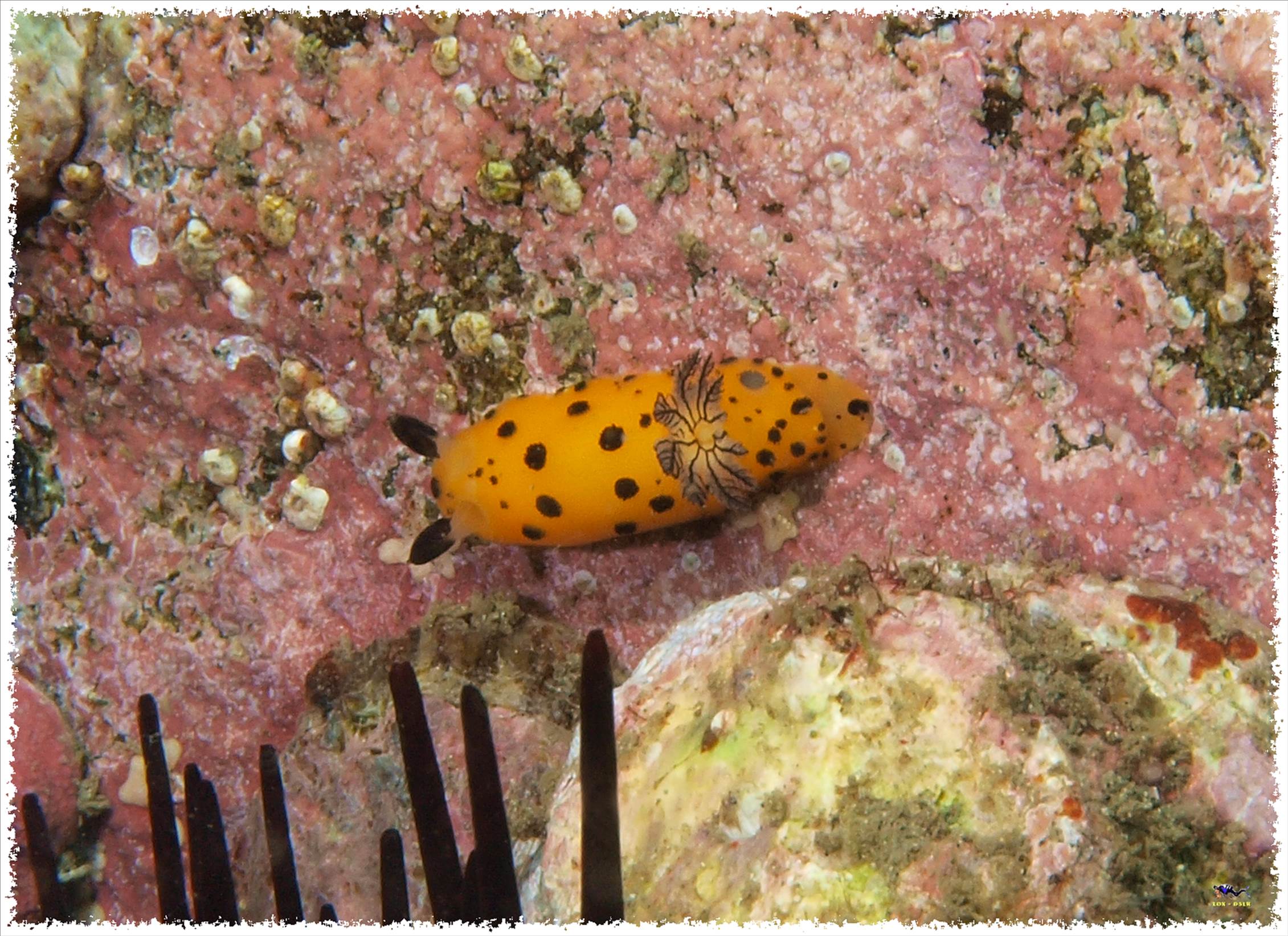 LoxPix Sub-Aqua Image