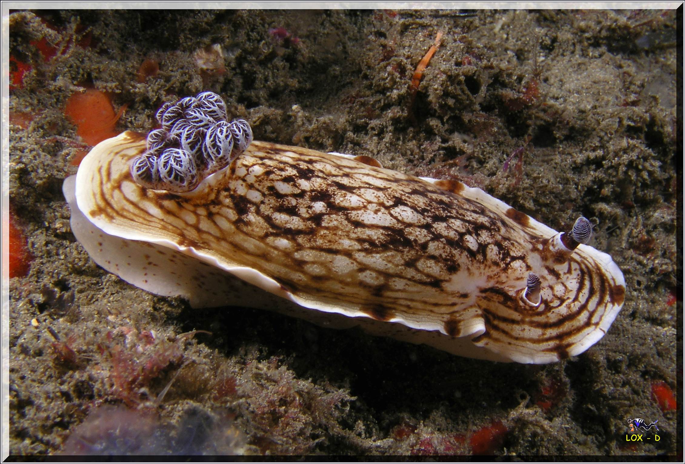 LoxPix Sub-Aqua Image