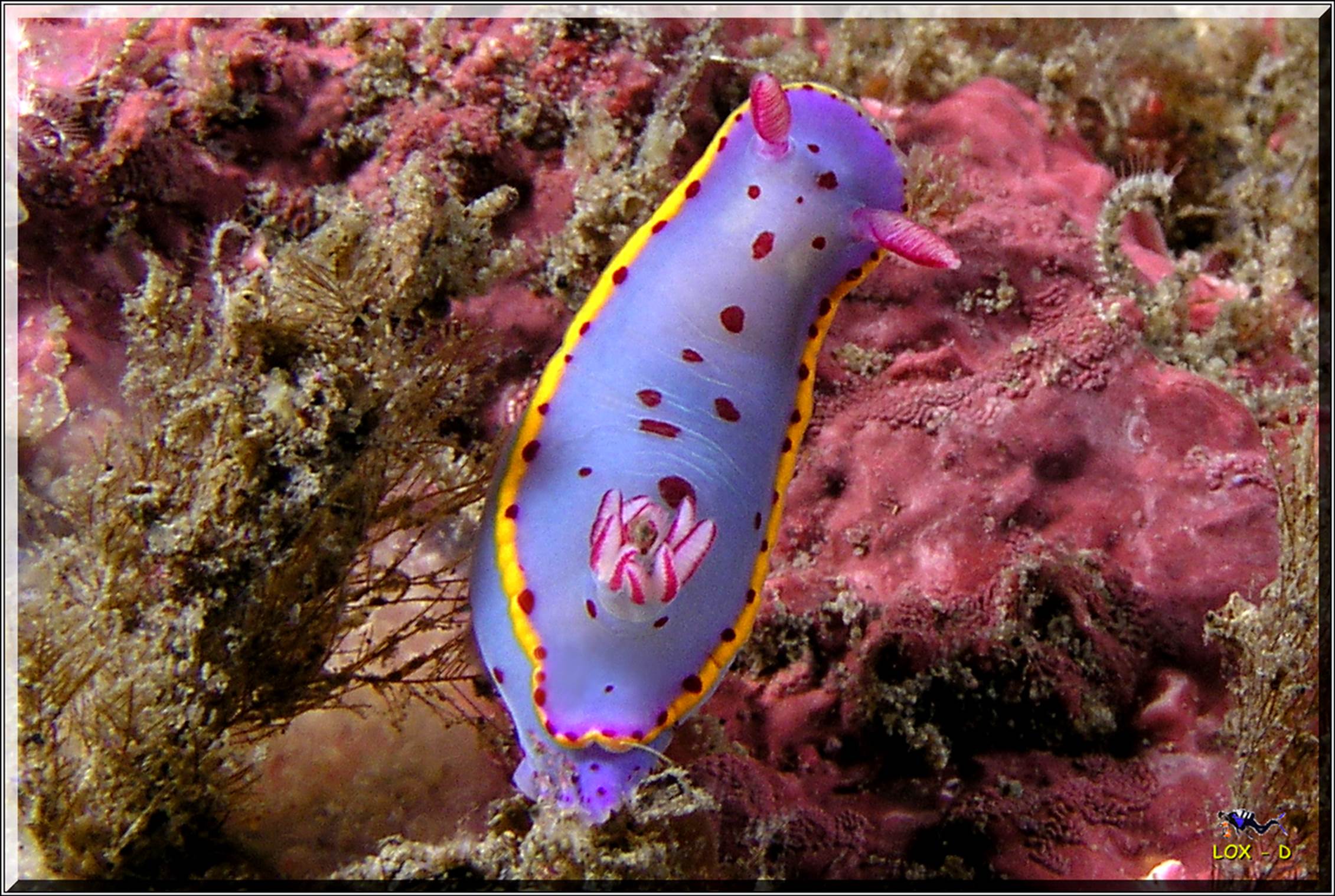 LoxPix Sub-Aqua Image