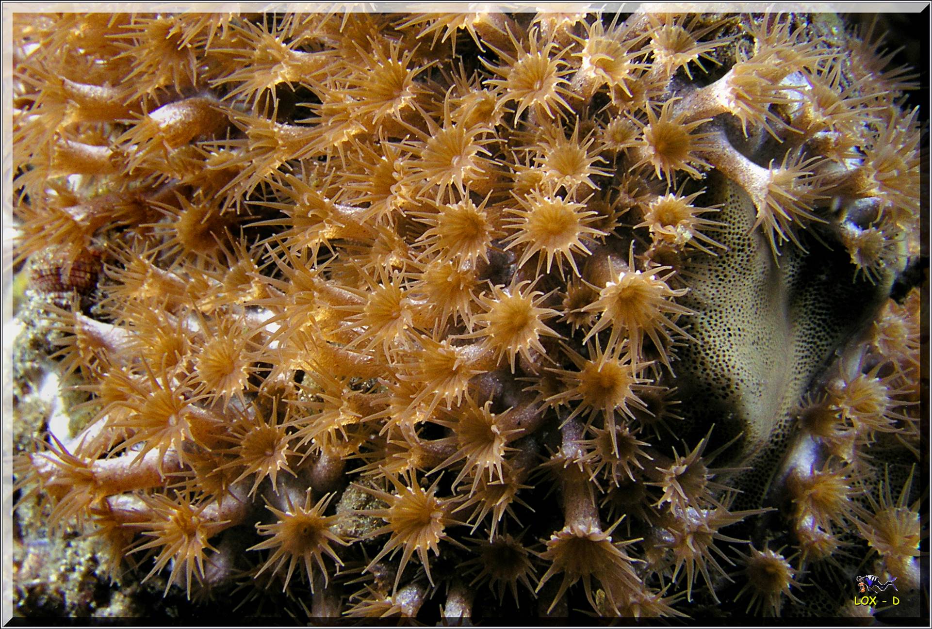 LoxPix Sub-Aqua Image