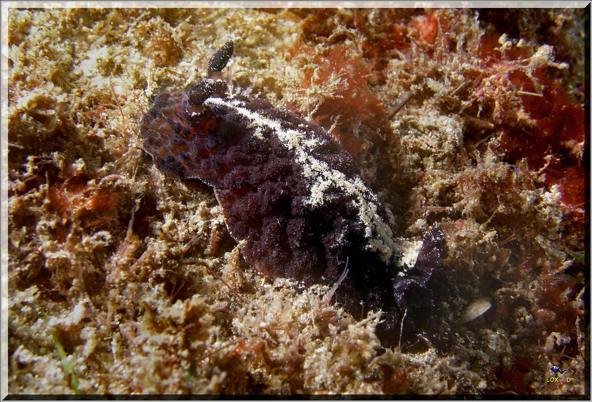 LoxPix Sub-Aqua Image