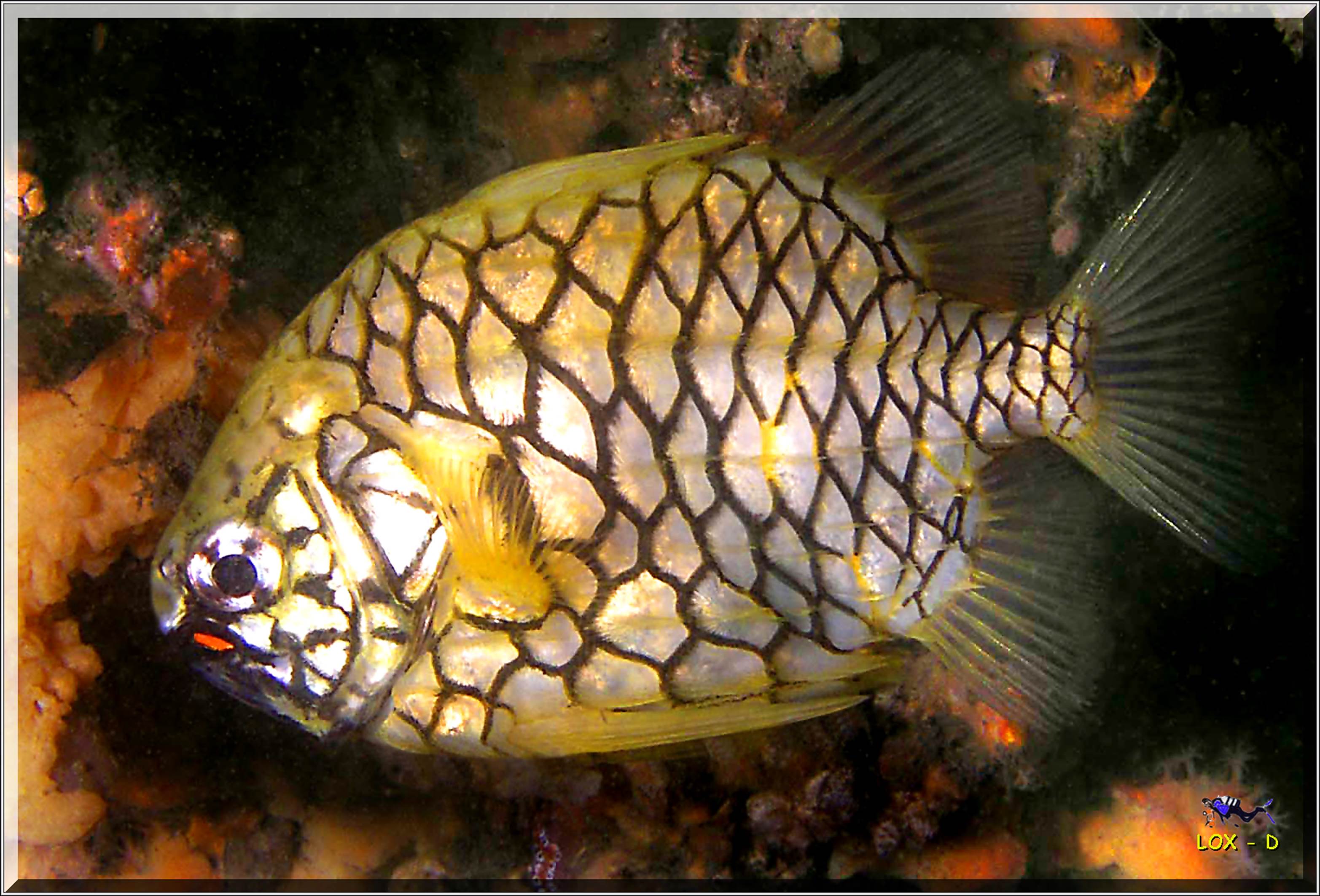 LoxPix Sub-Aqua Image