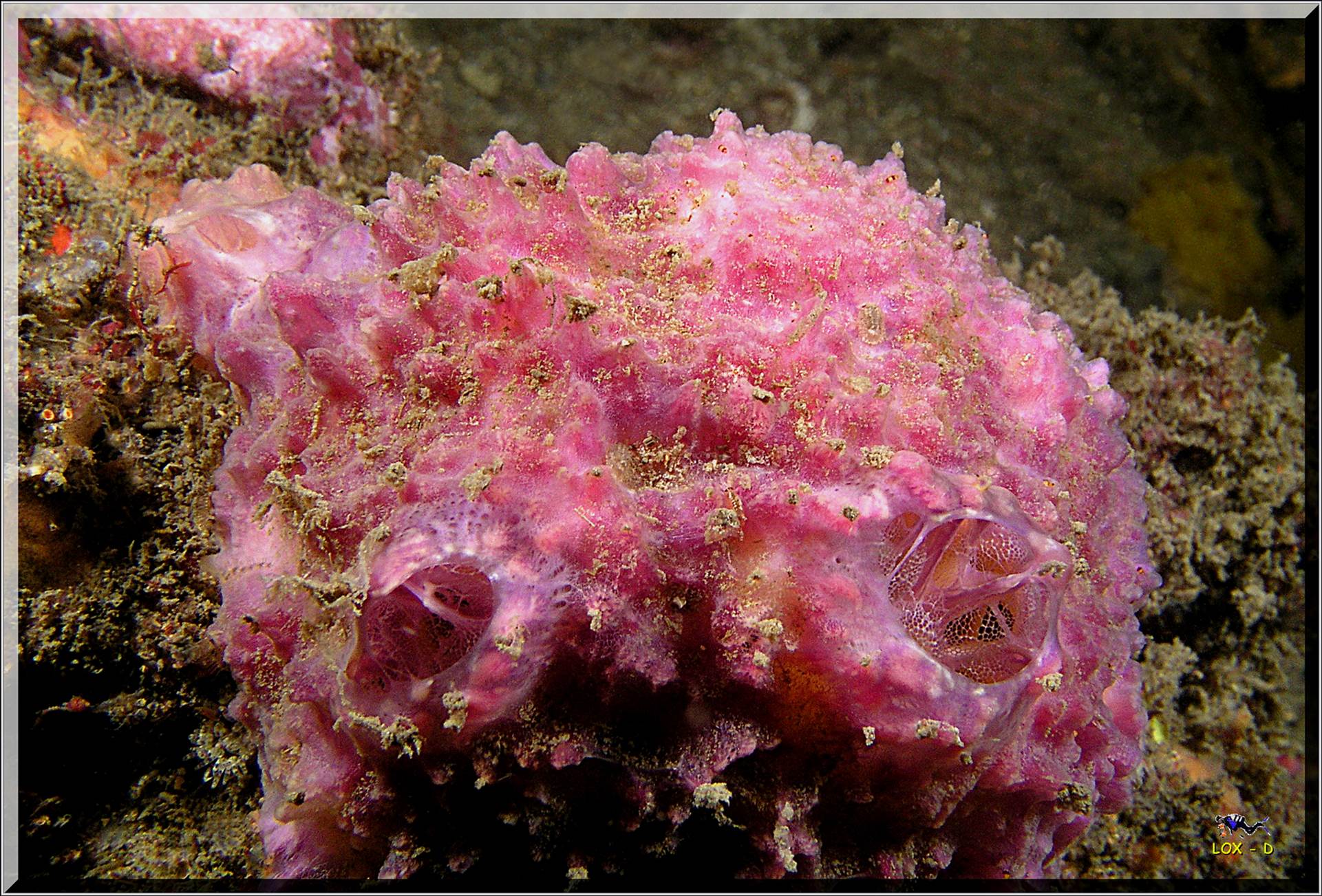 LoxPix Sub-Aqua Image