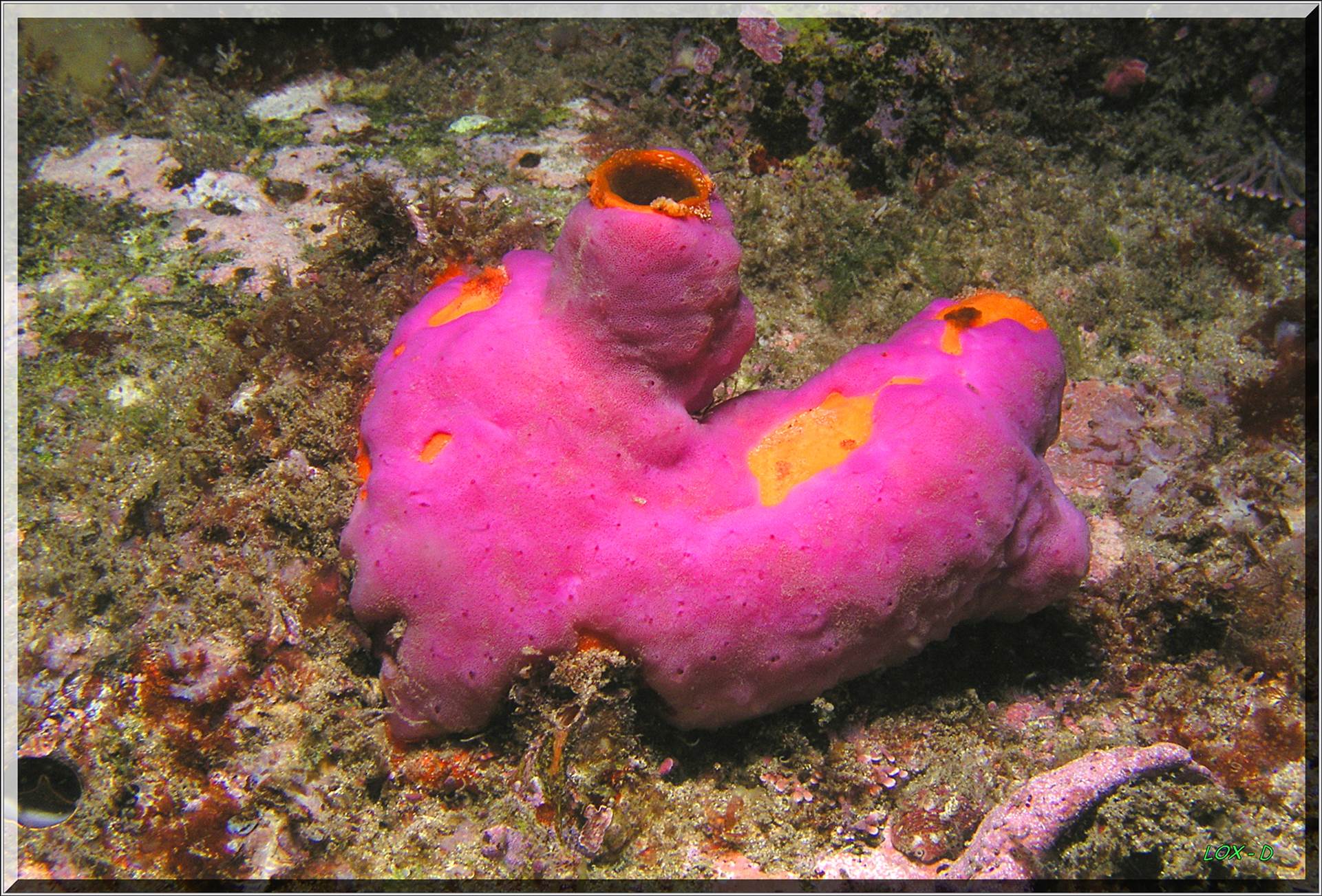 LoxPix Sub-Aqua Image