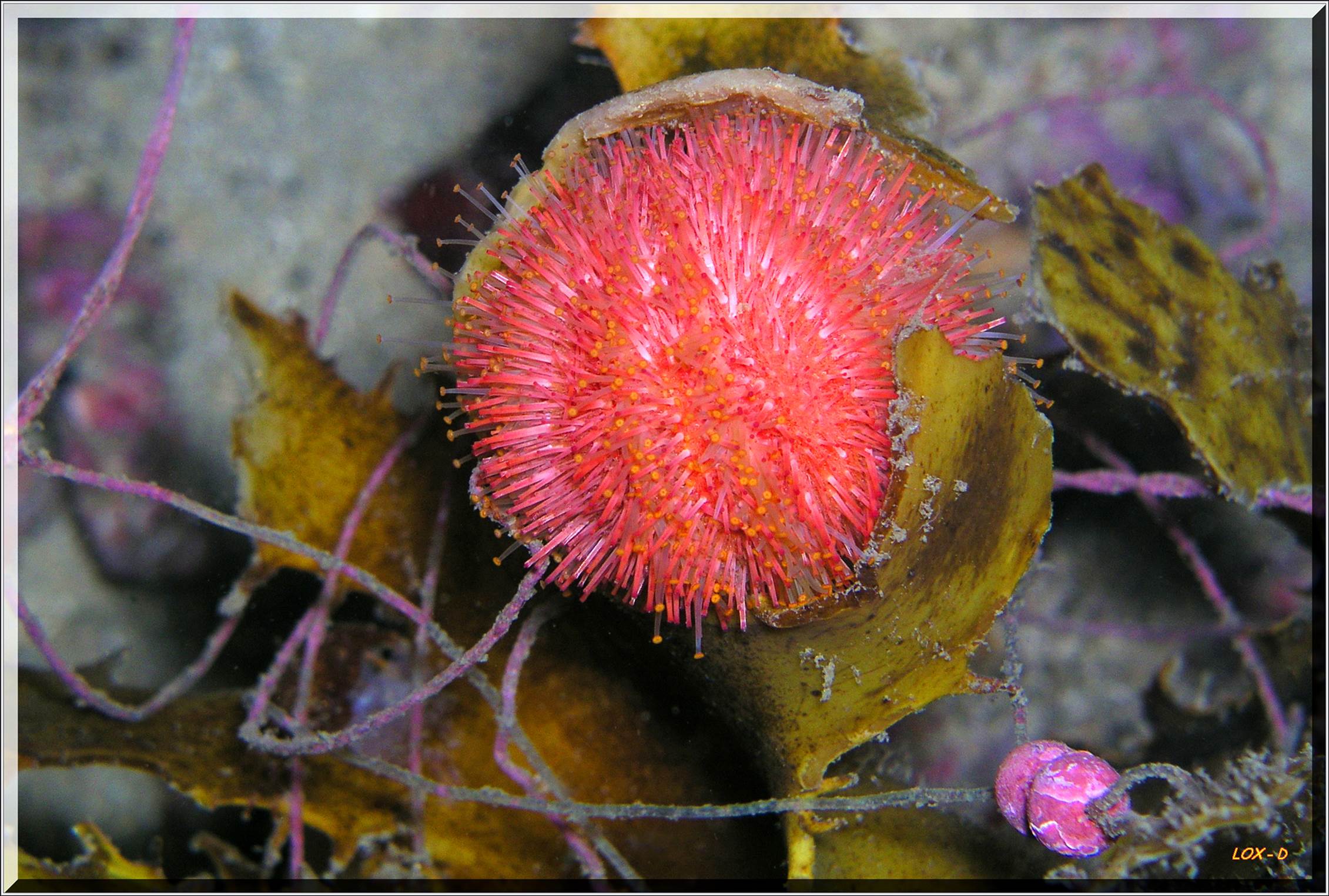 LoxPix Sub-Aqua Image