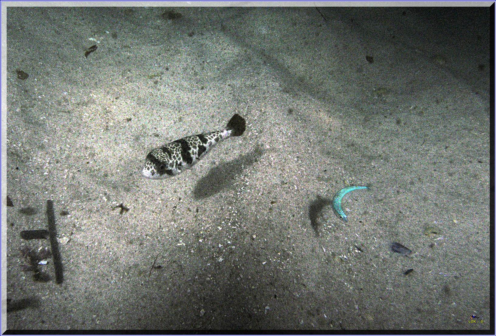 LoxPix Sub-Aqua Image