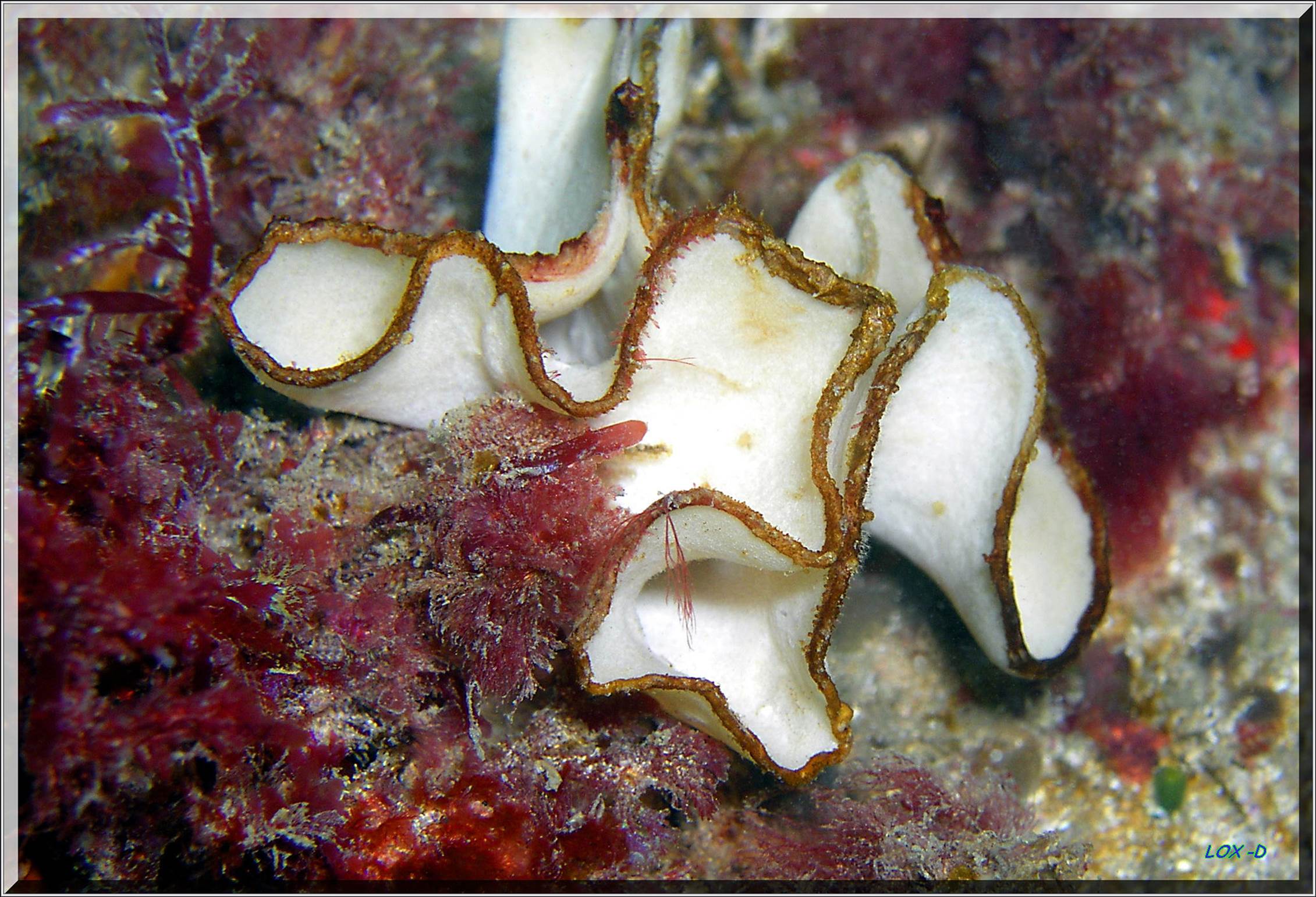 LoxPix Sub-Aqua Image