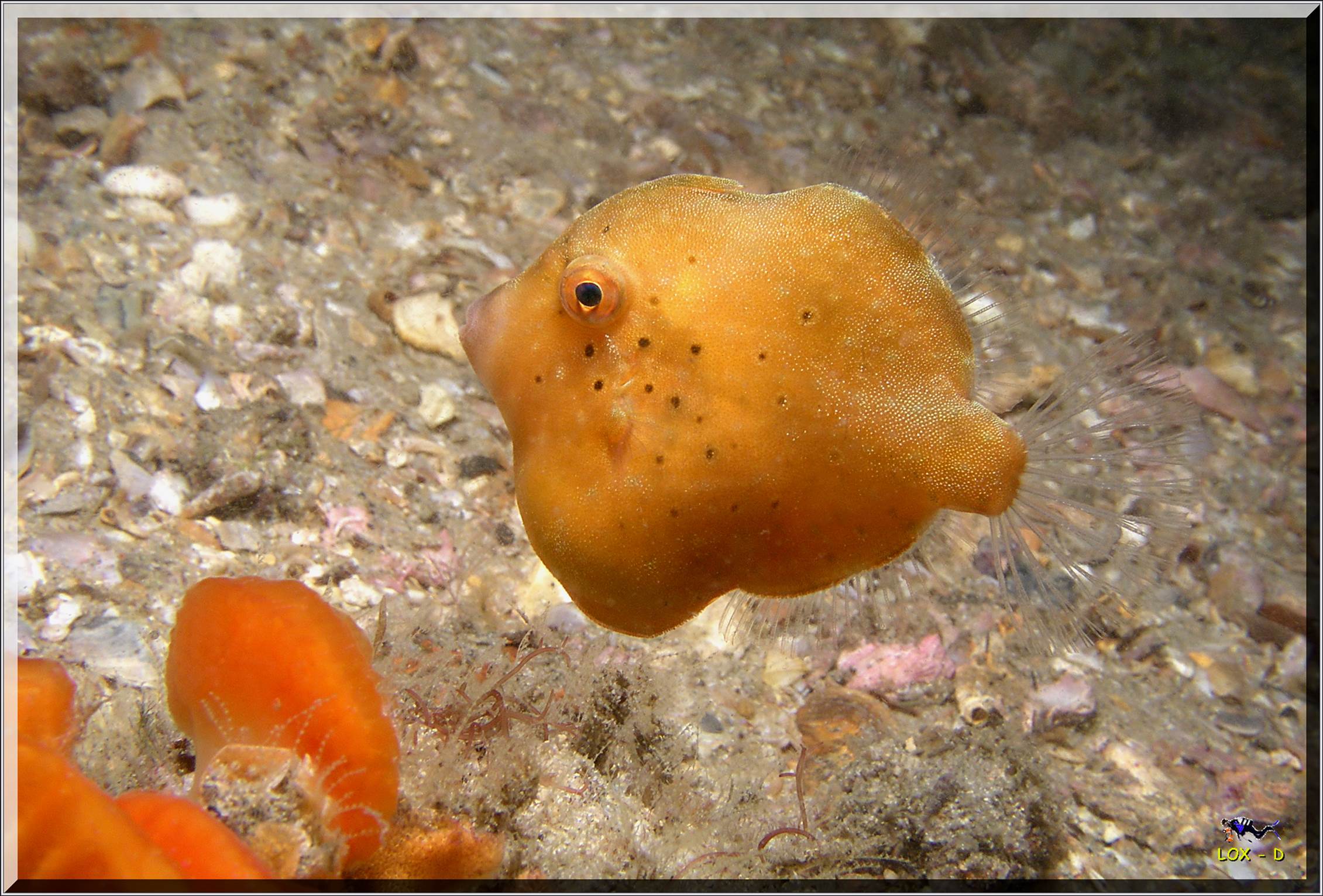 LoxPix Sub-Aqua Image