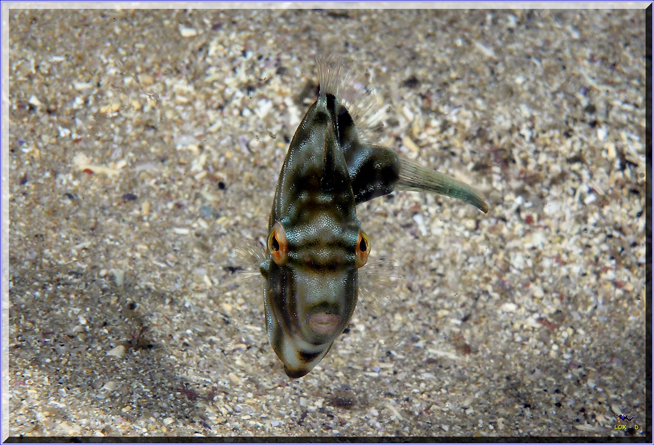 LoxPix Sub-Aqua Image