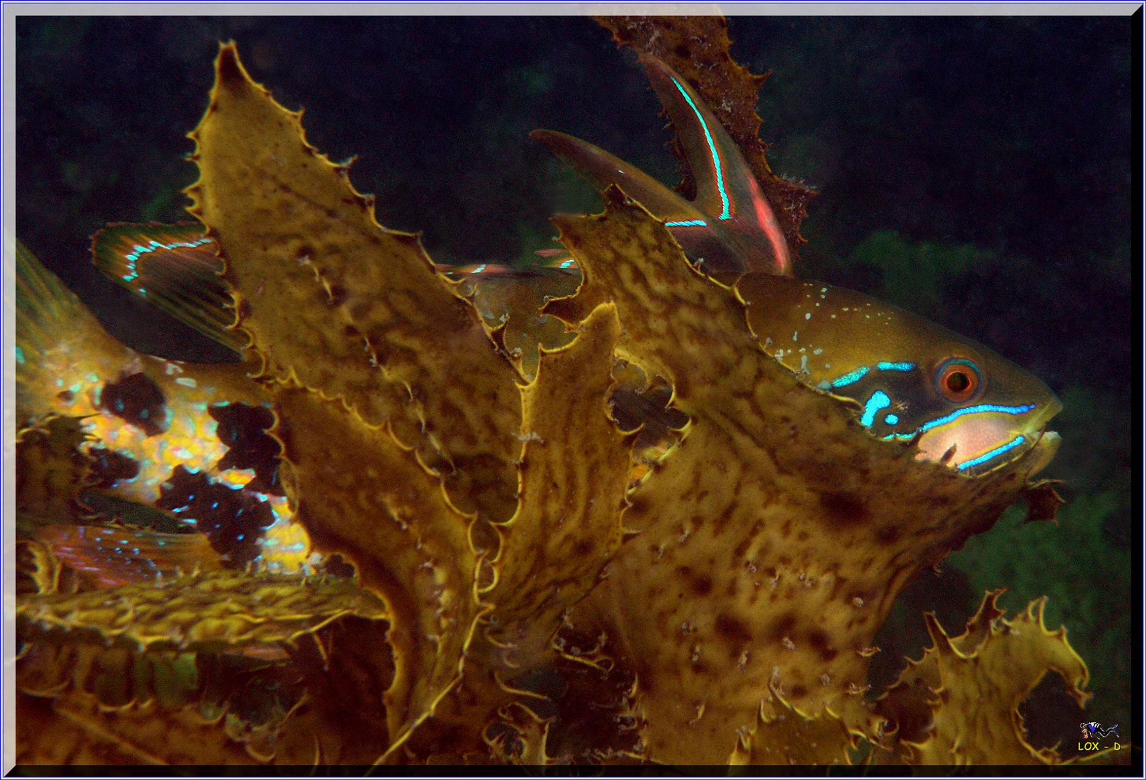 LoxPix Sub-Aqua Image