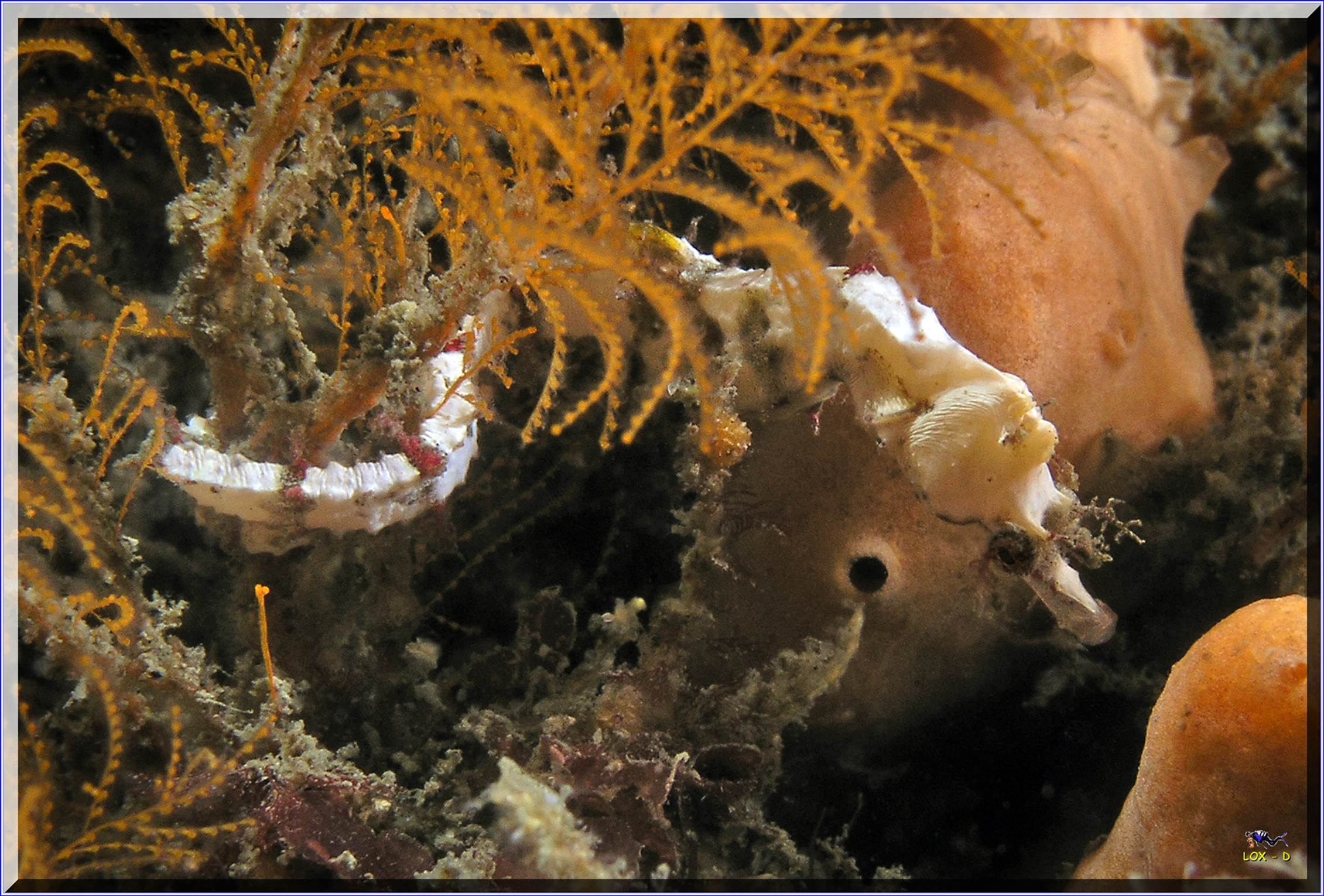 LoxPix Sub-Aqua Image