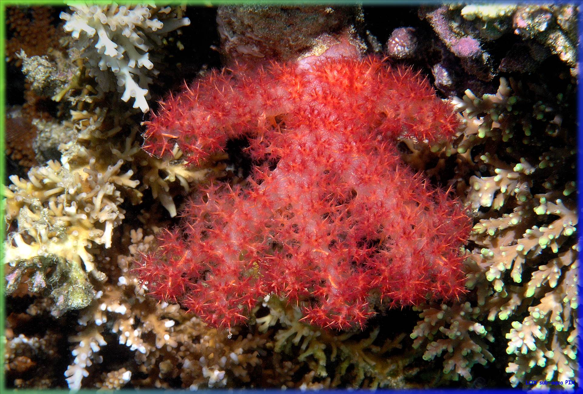 LoxPix Sub-Aqua Image