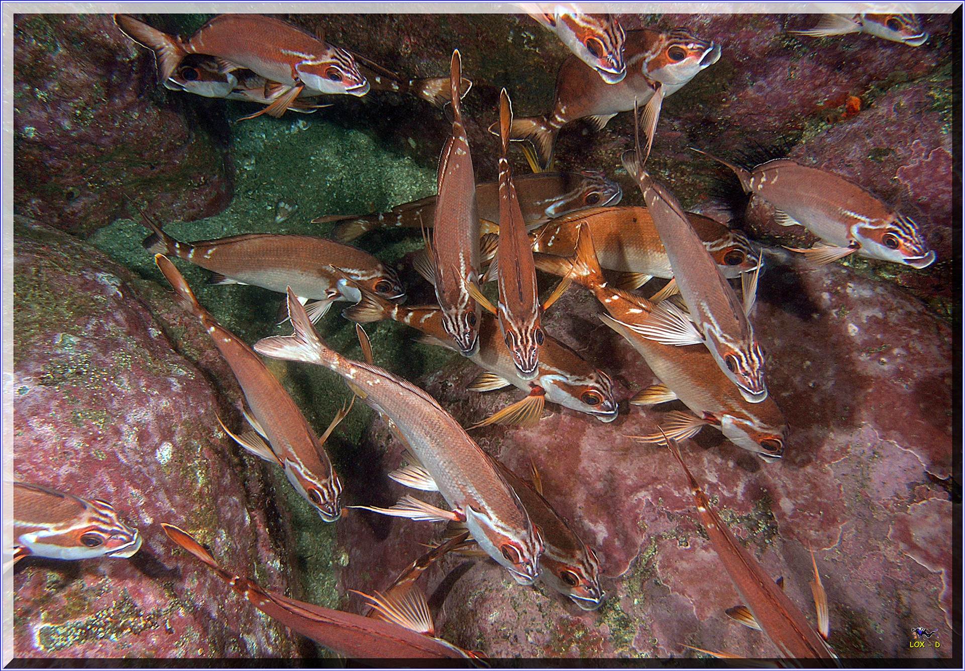 LoxPix Sub-Aqua Image