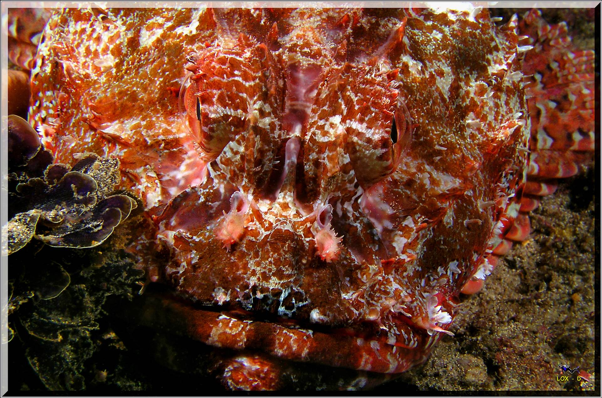 LoxPix Sub-Aqua Image