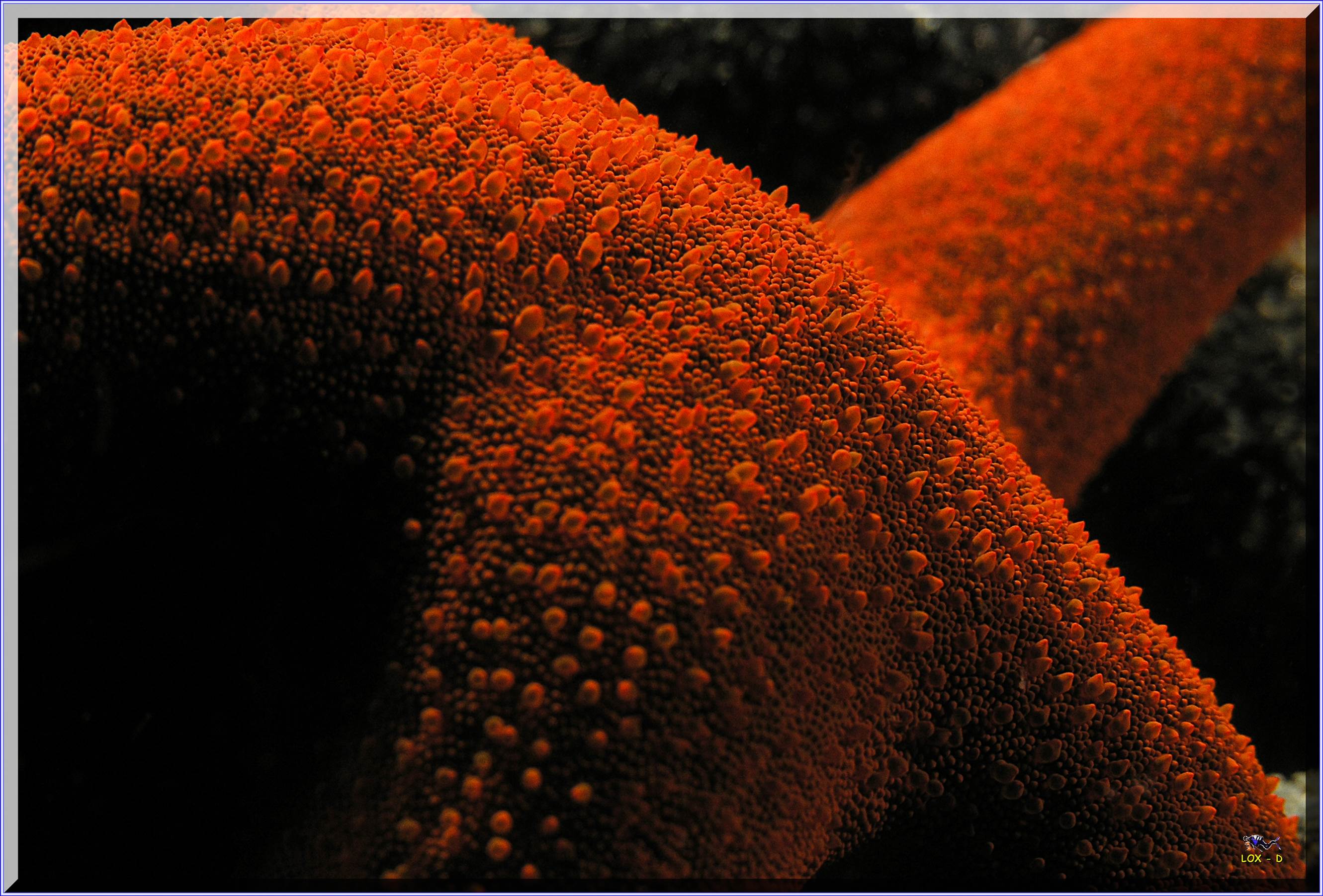 LoxPix Sub-Aqua Image