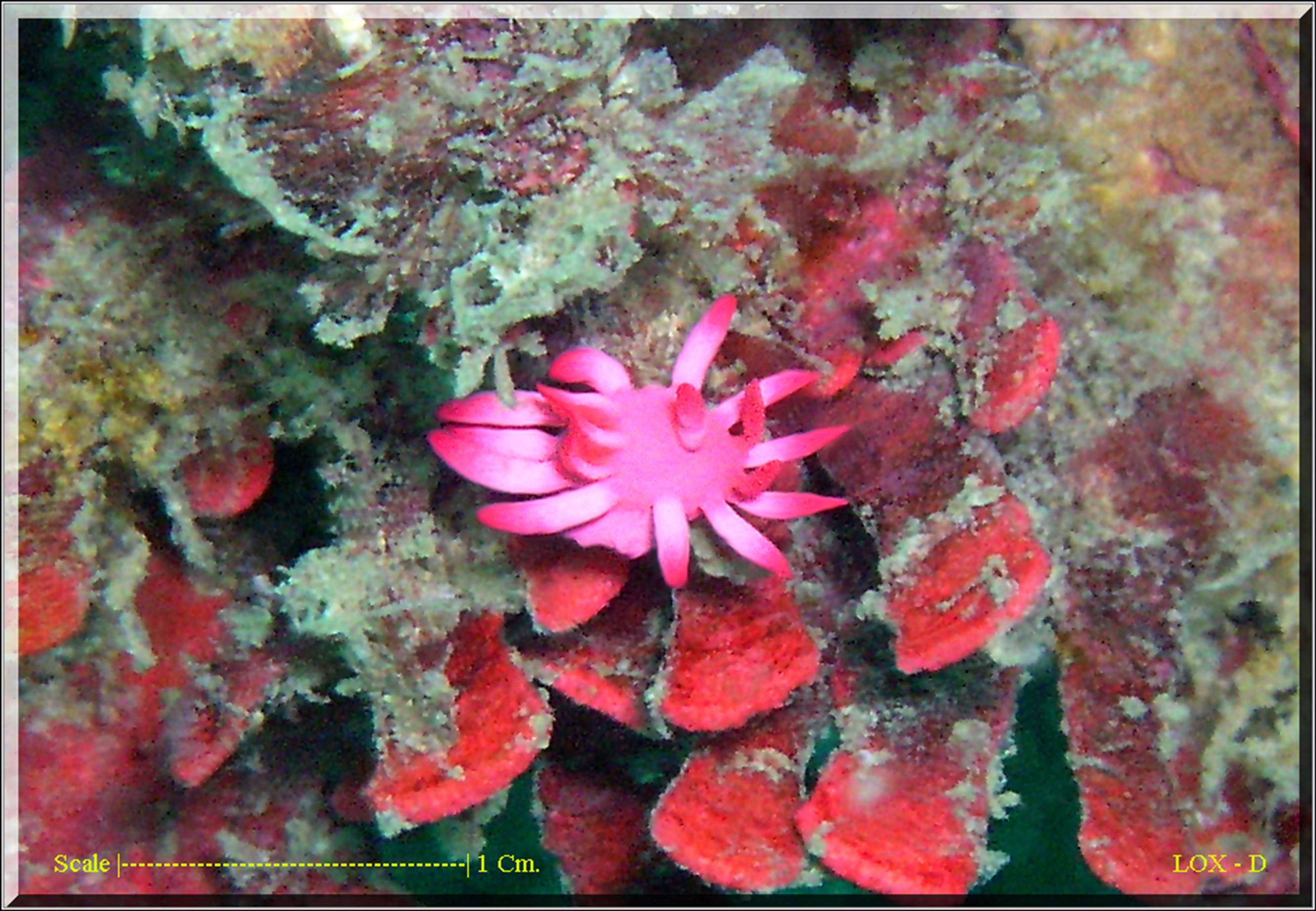 LoxPix Sub-Aqua Image