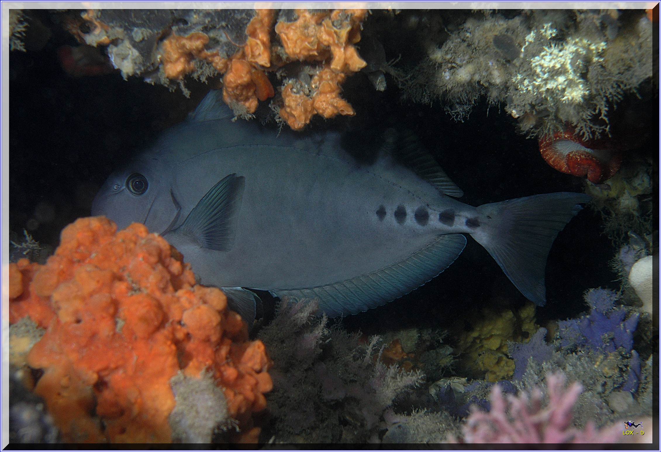 LoxPix Sub-Aqua Image