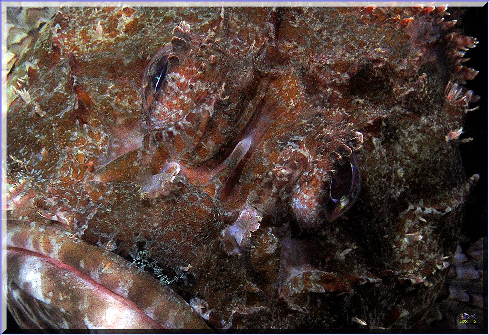 LoxPix Sub-Aqua Image