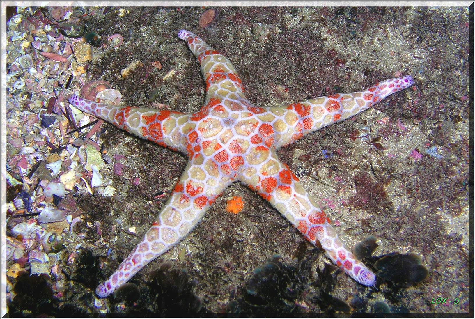 LoxPix Sub-Aqua Image