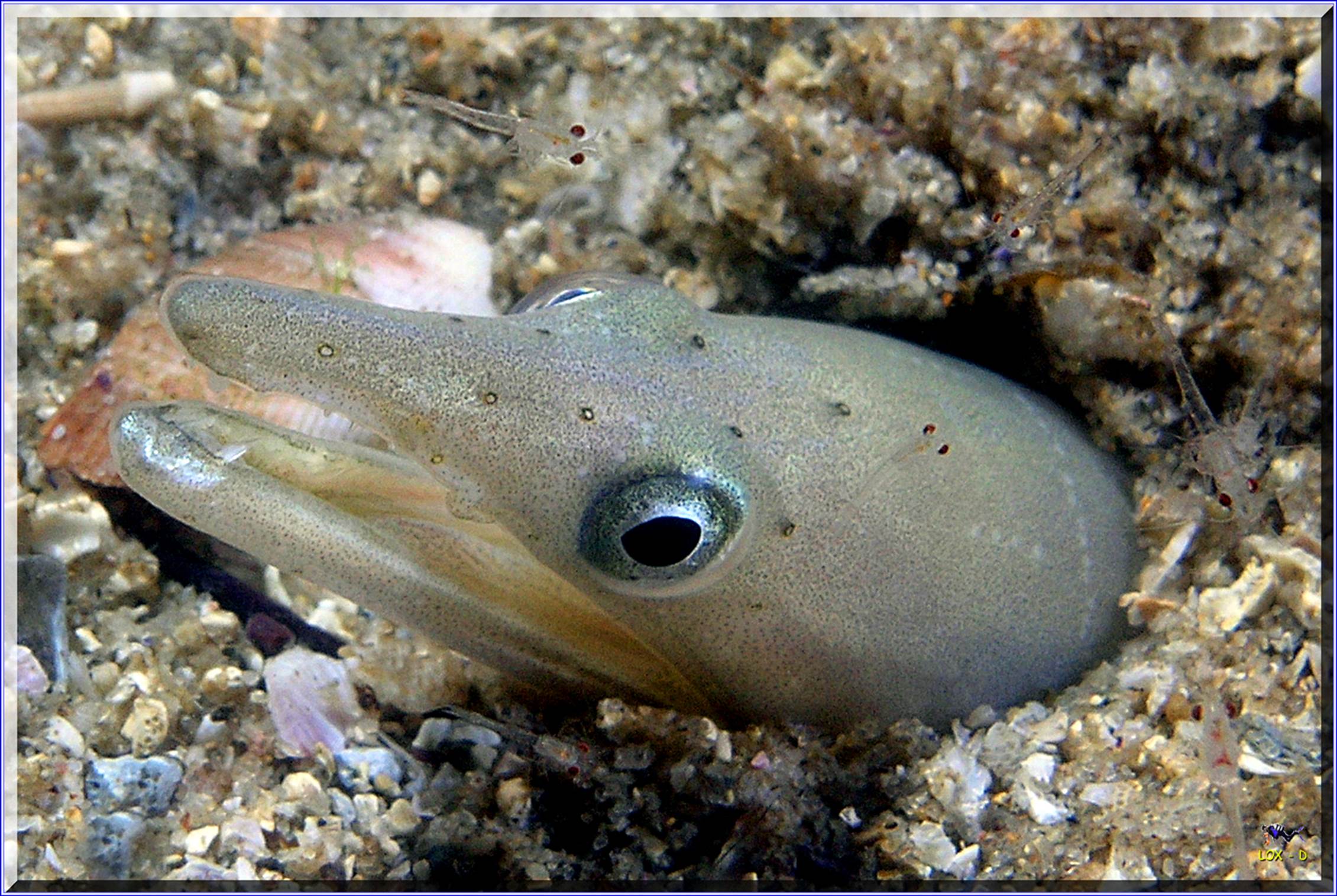 LoxPix Sub-Aqua Image