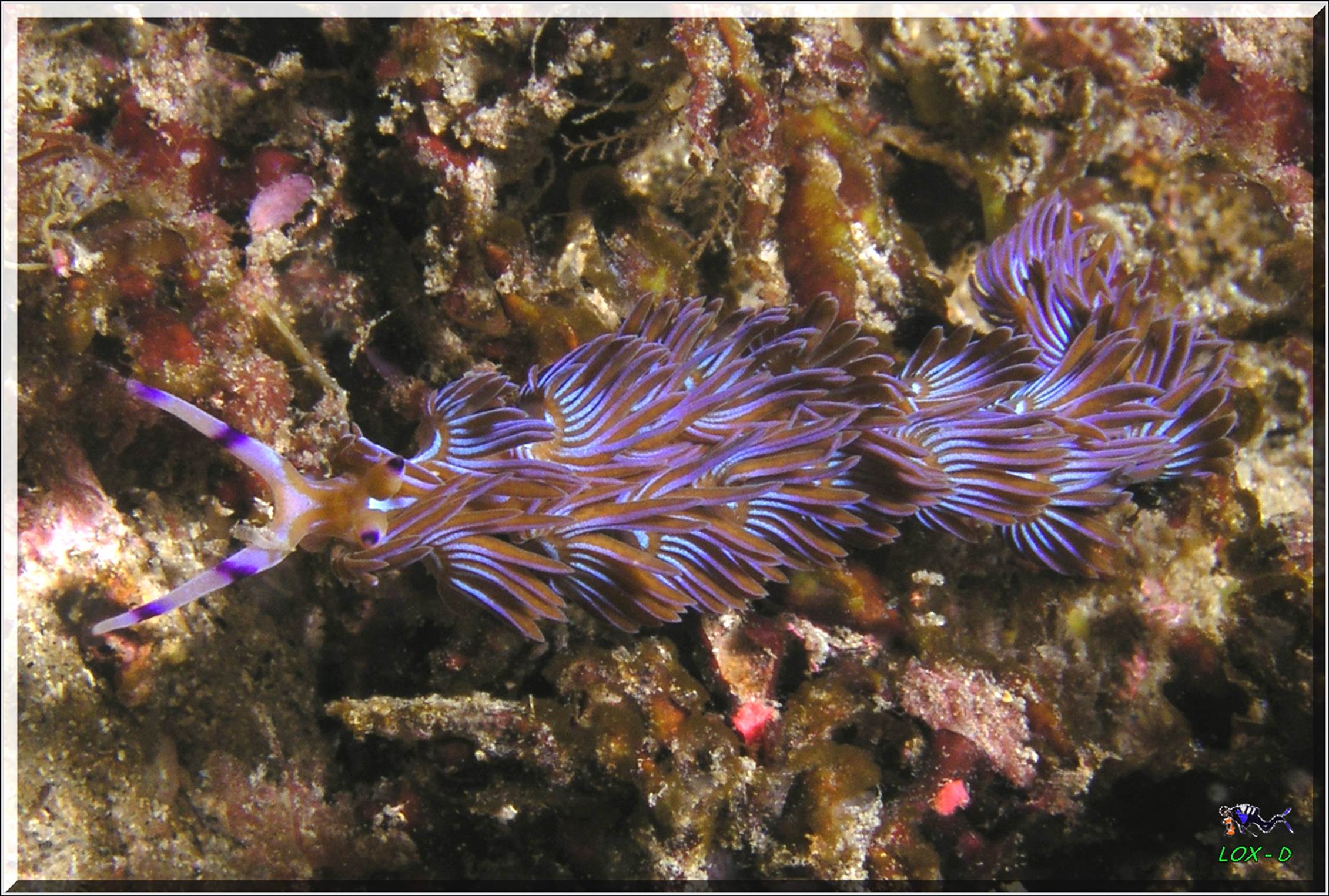 LoxPix Sub-Aqua Image