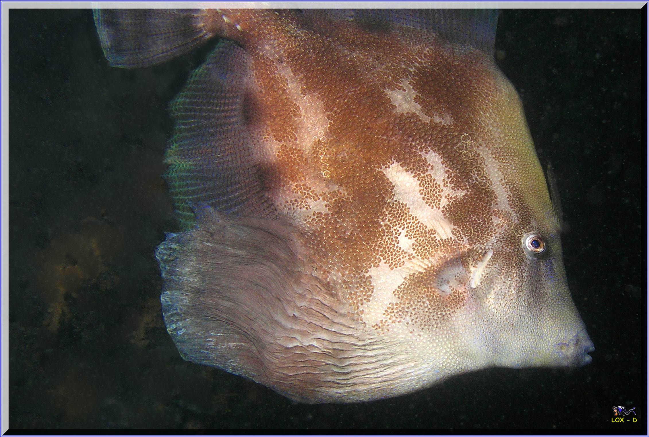 LoxPix Sub-Aqua Image