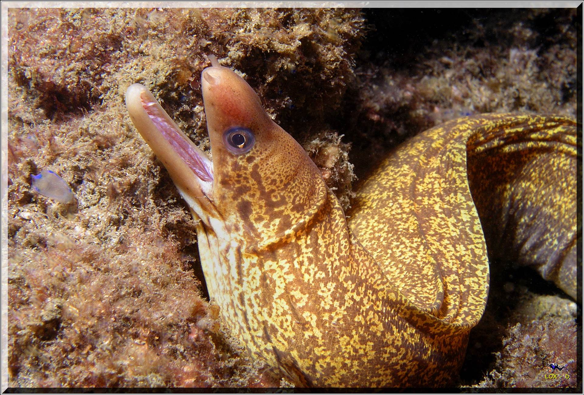 LoxPix Sub-Aqua Image