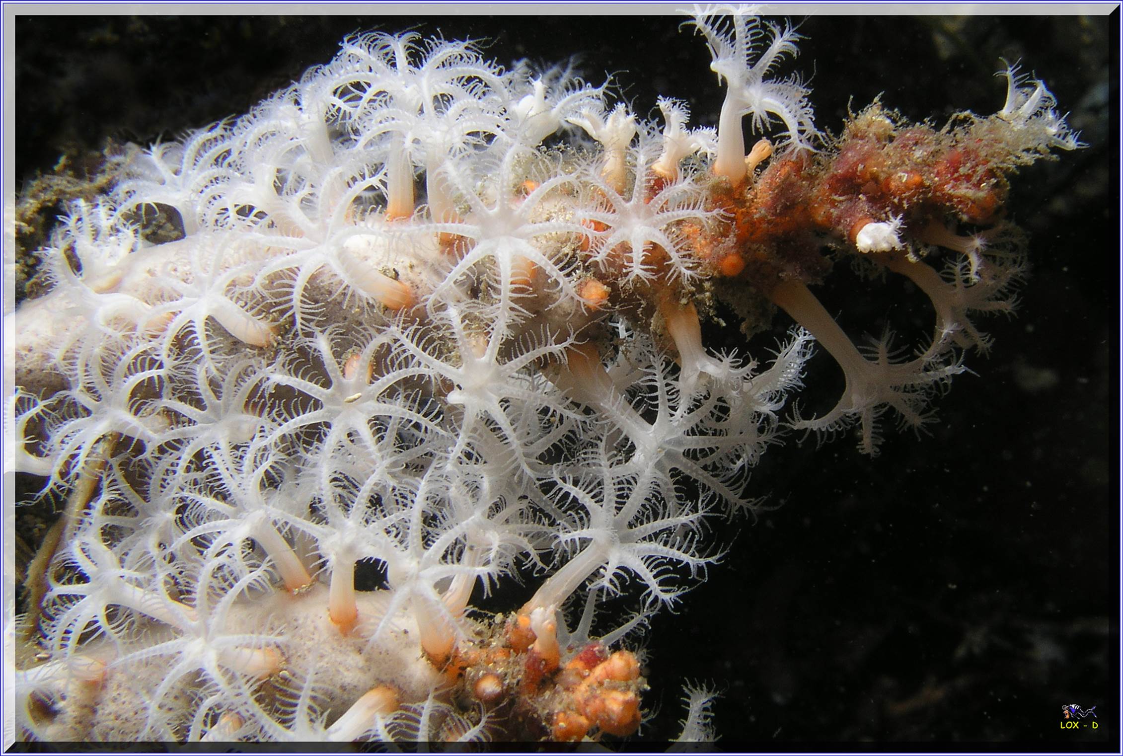 LoxPix Sub-Aqua Image