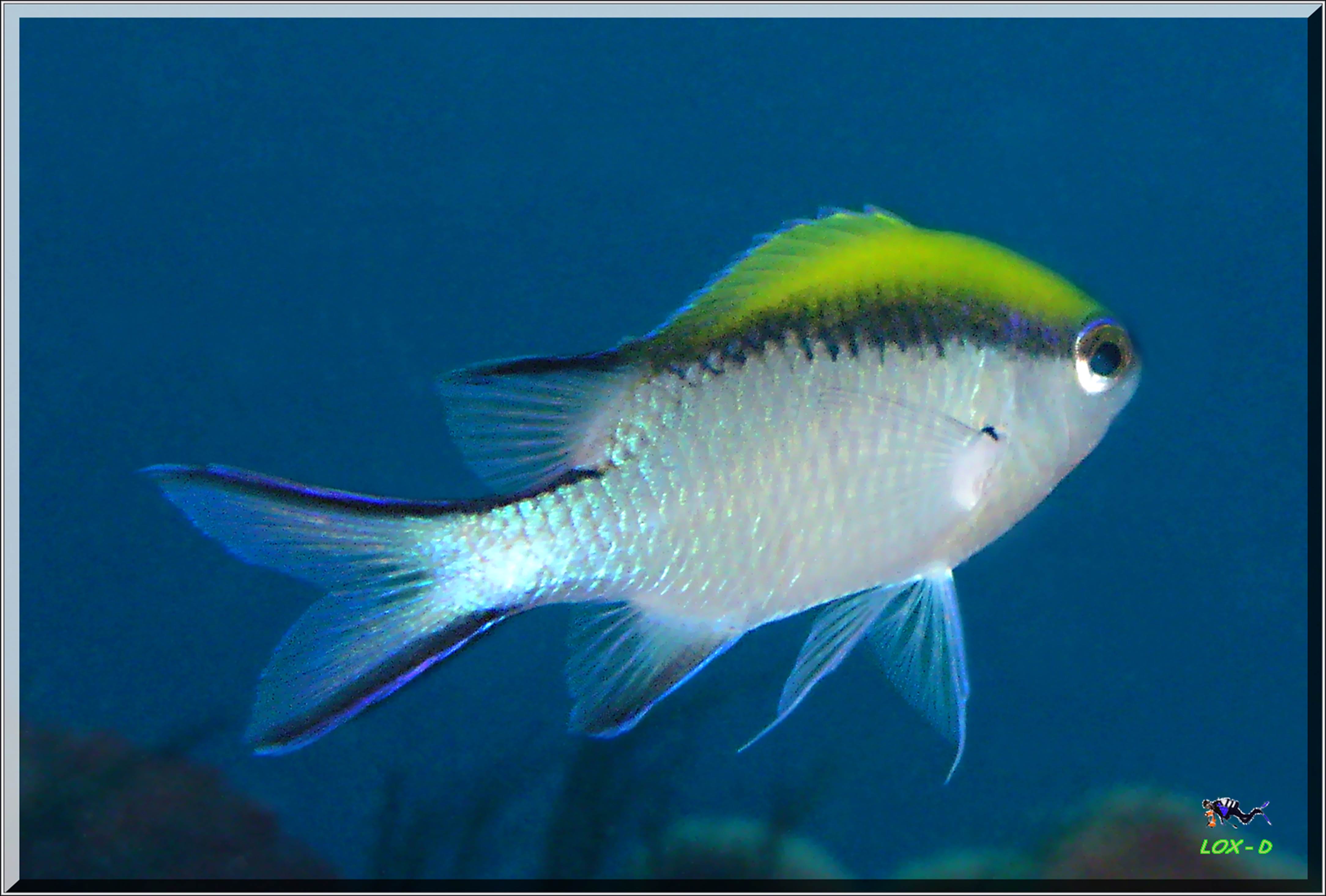 LoxPix Sub-Aqua Image