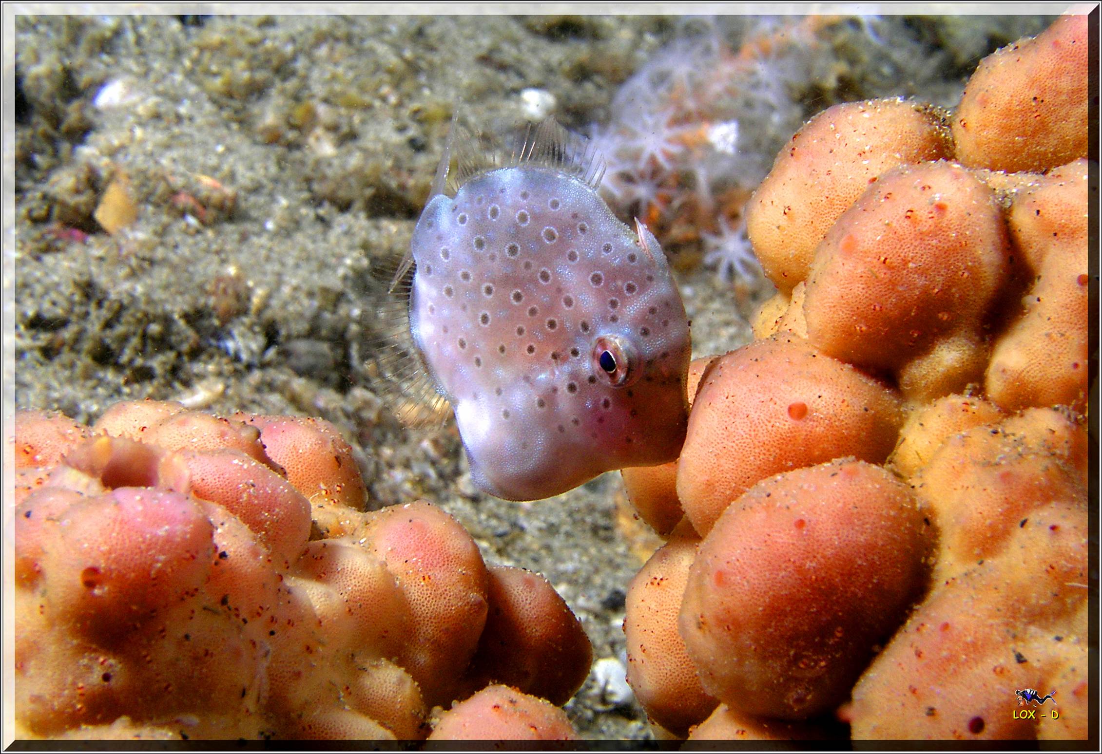 LoxPix Sub-Aqua Image