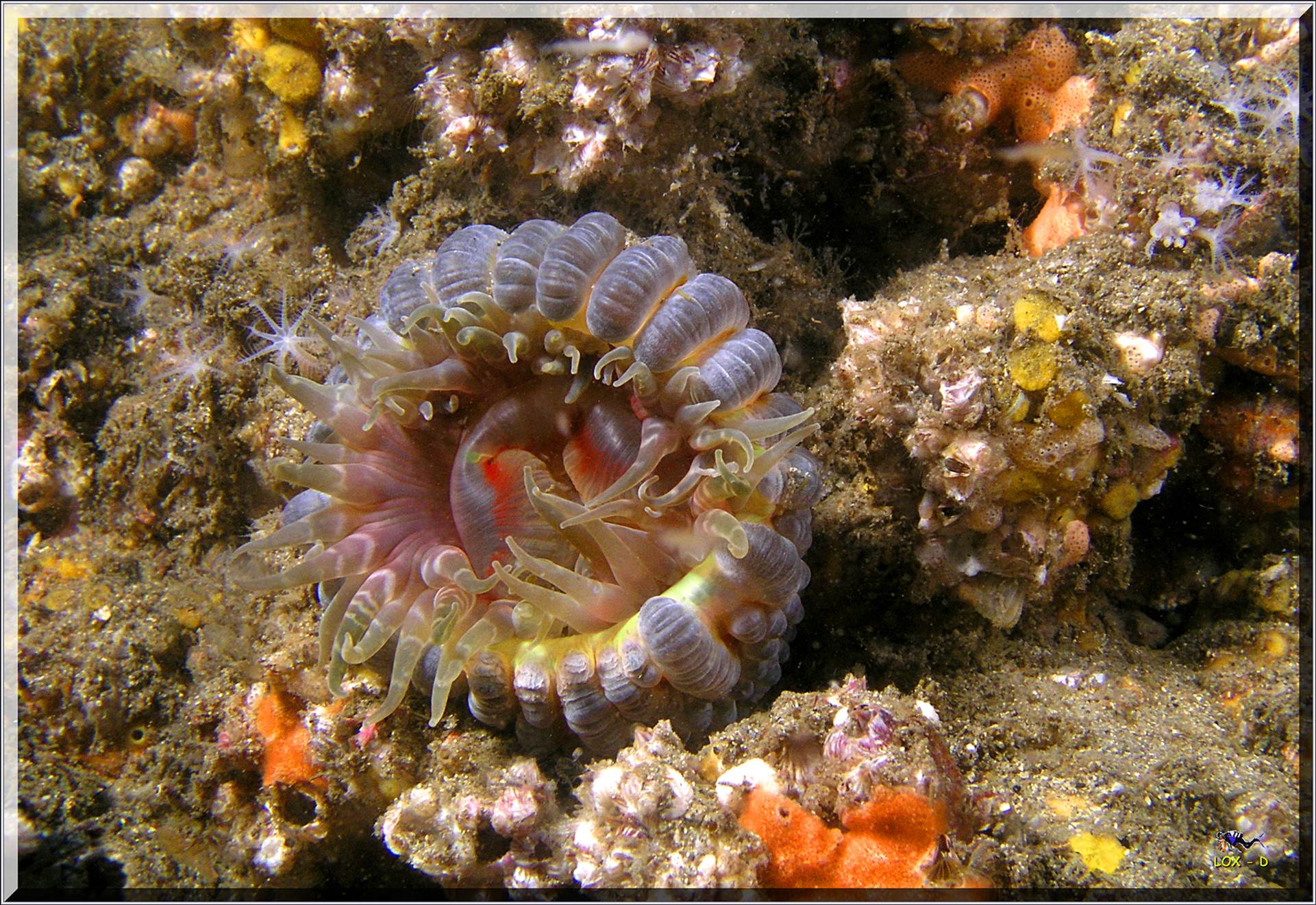 LoxPix Sub-Aqua Image