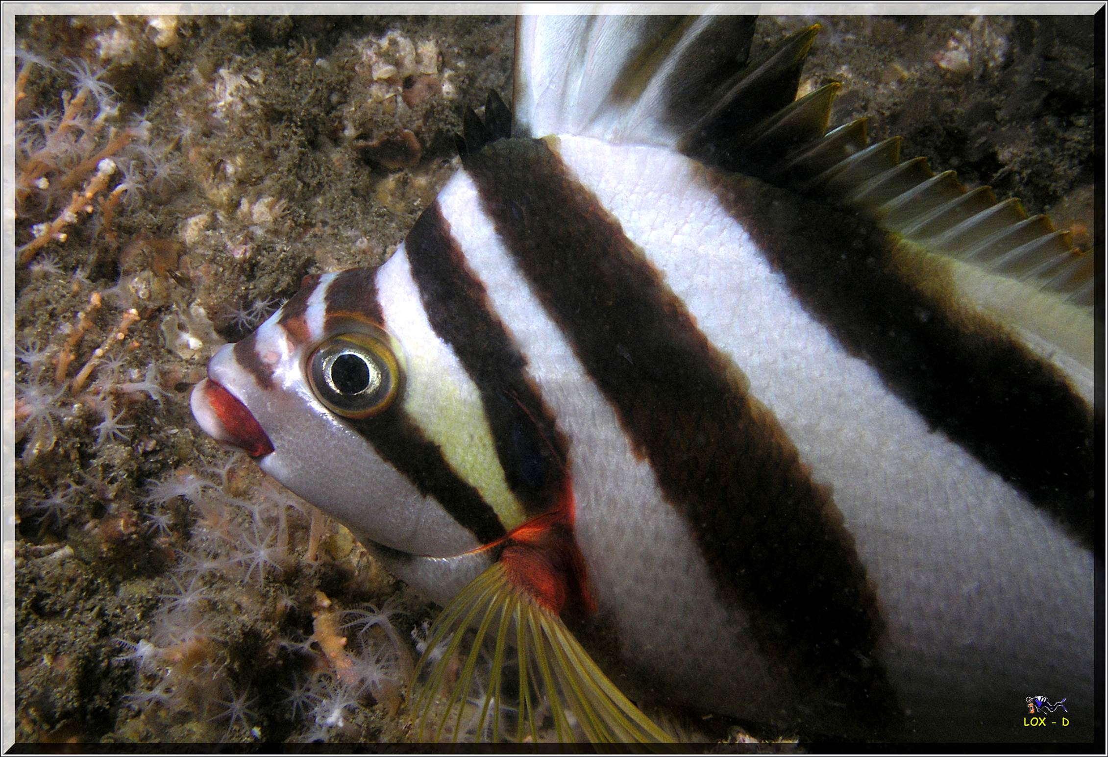 LoxPix Sub-Aqua Image