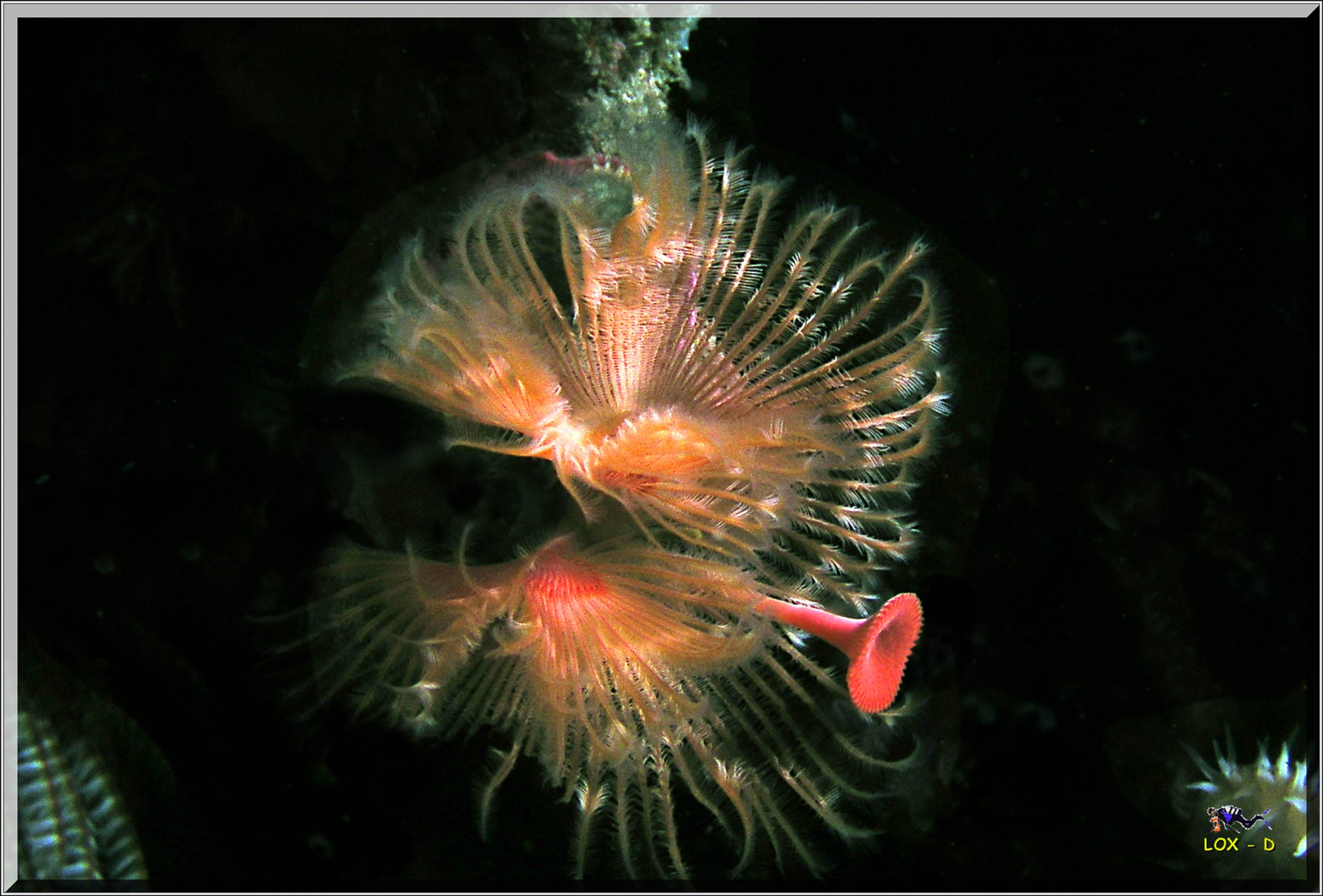 LoxPix Sub-Aqua Image