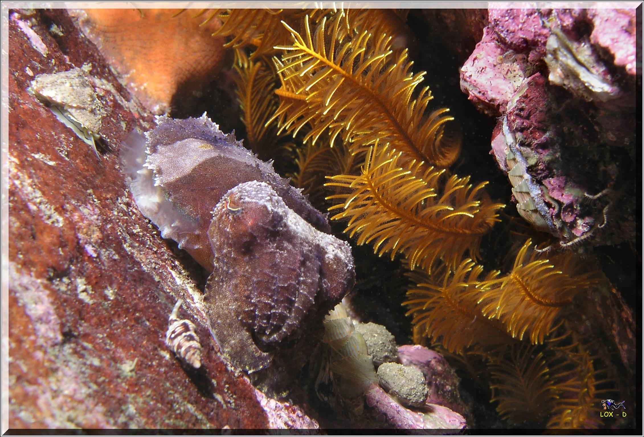 LoxPix Sub-Aqua Image