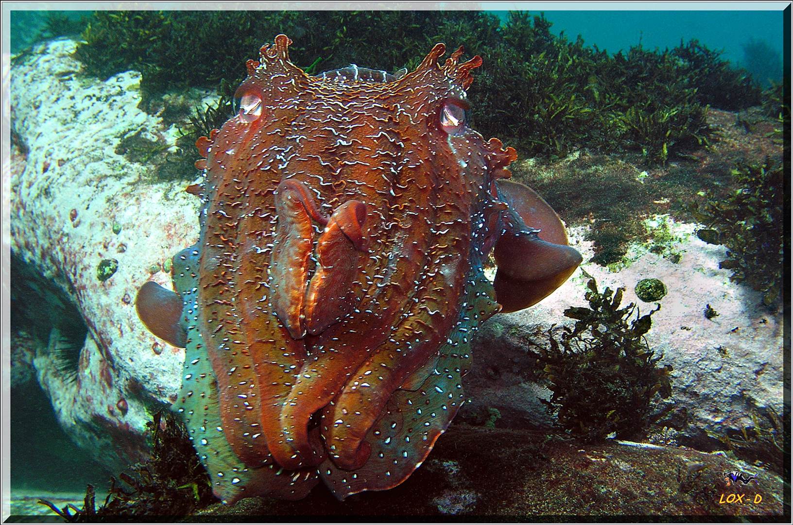 LoxPix Sub-Aqua Image